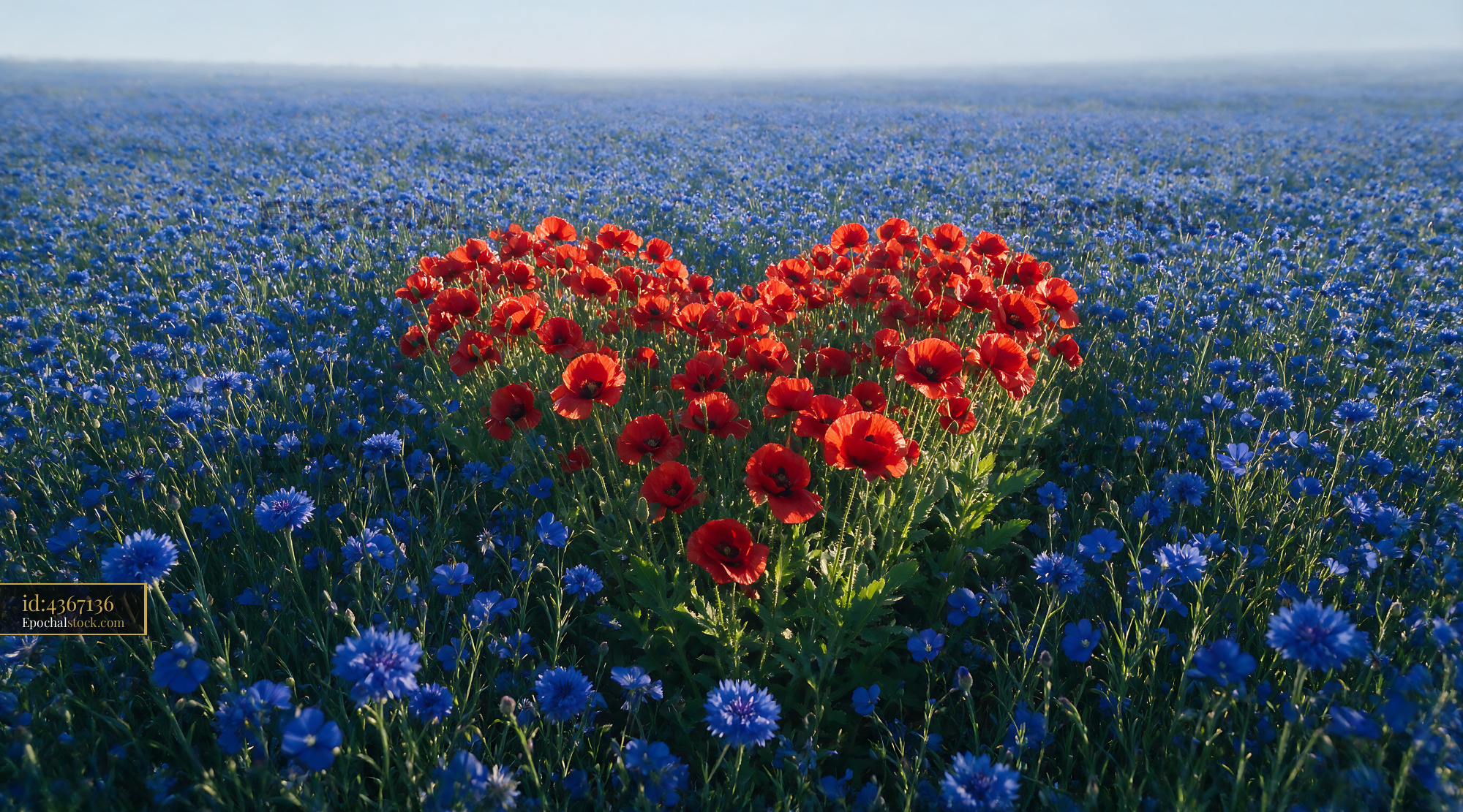 Watermarked full-resolution preview of Heart-shaped flower arrangement in a blue and red field