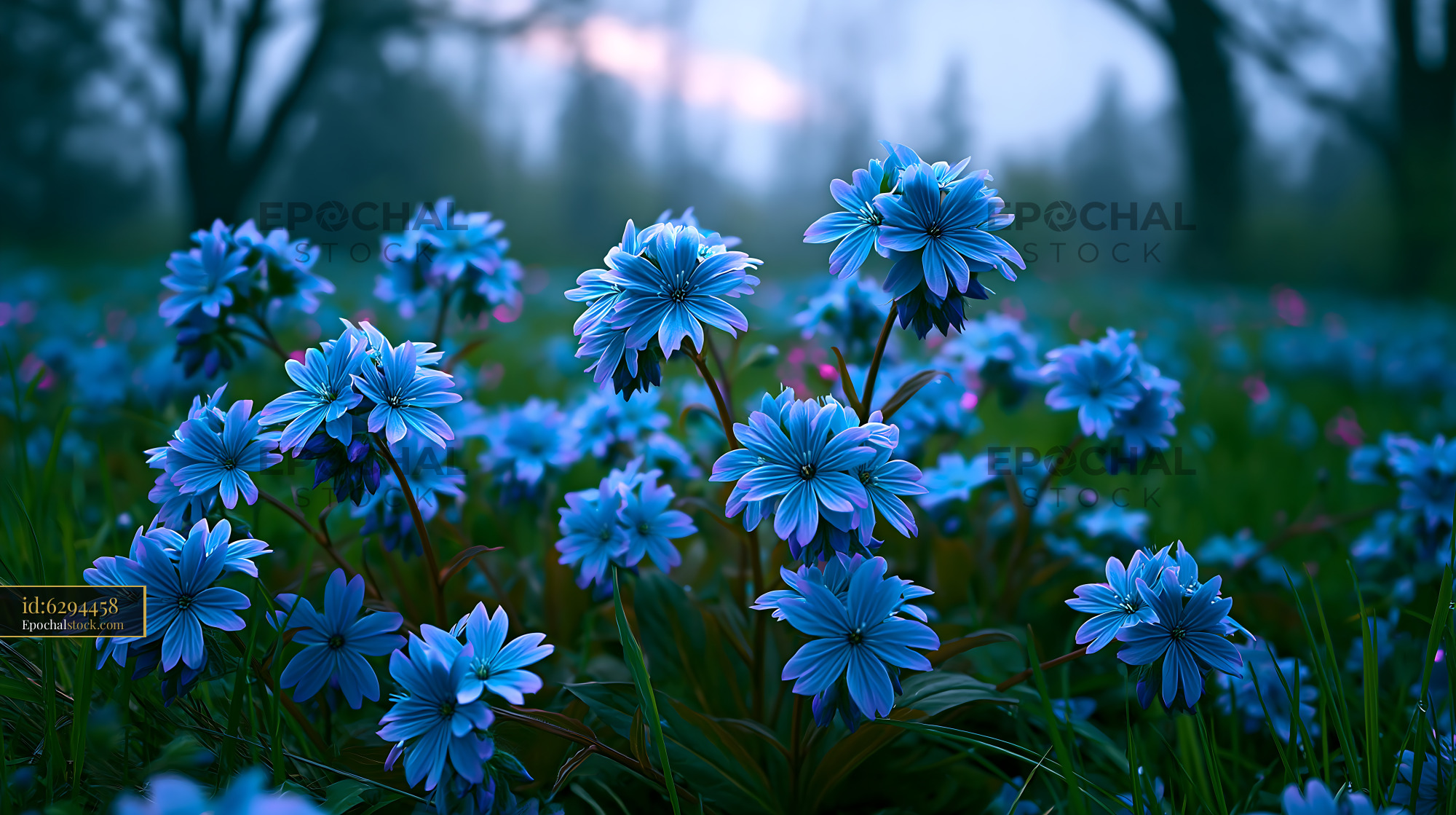 Blue Flowers Bloom in a Meadow During Early Morning Light - stock photo