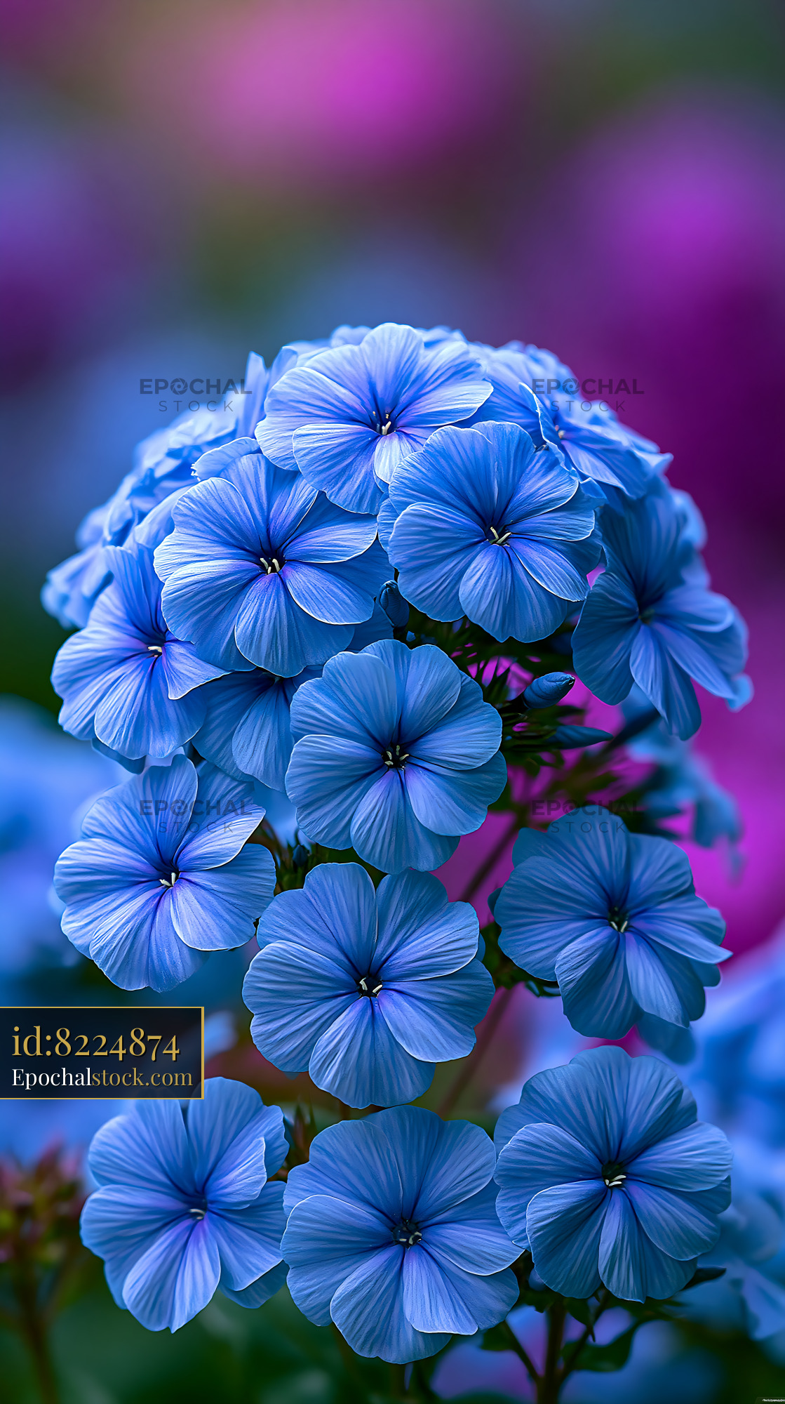Blue Flowers Bloom in Garden During Spring Season With Sunlight - stock photo
