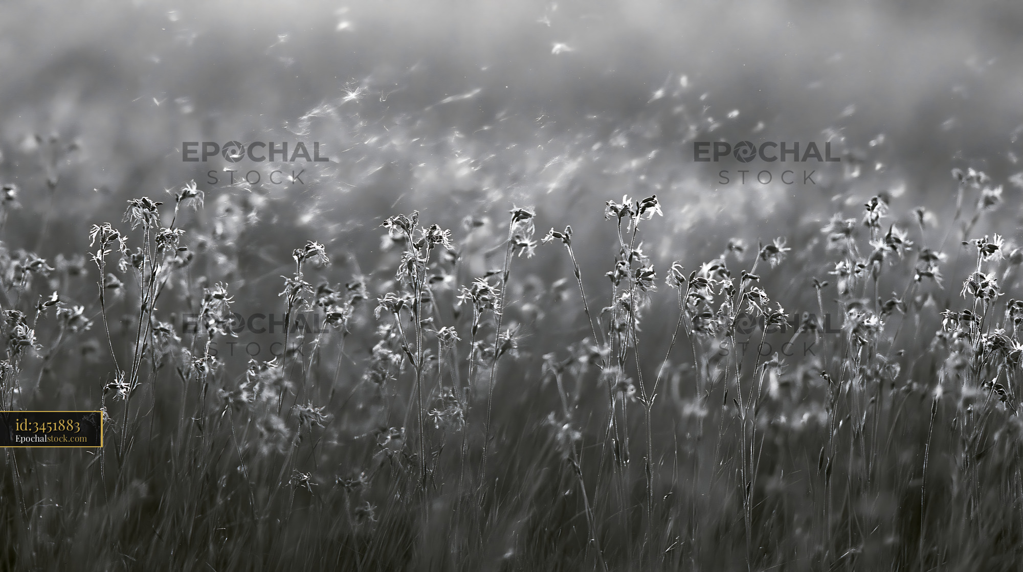 Watermarked full-resolution preview of Black and white field of flowers swaying in the wind