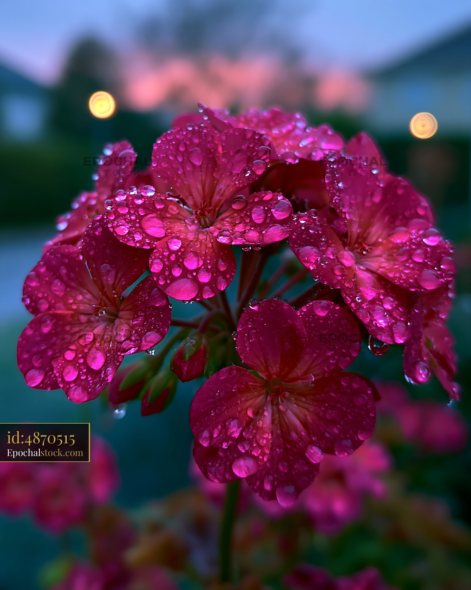 Watermarked full-resolution preview of Pink flowers with water droplets in evening light