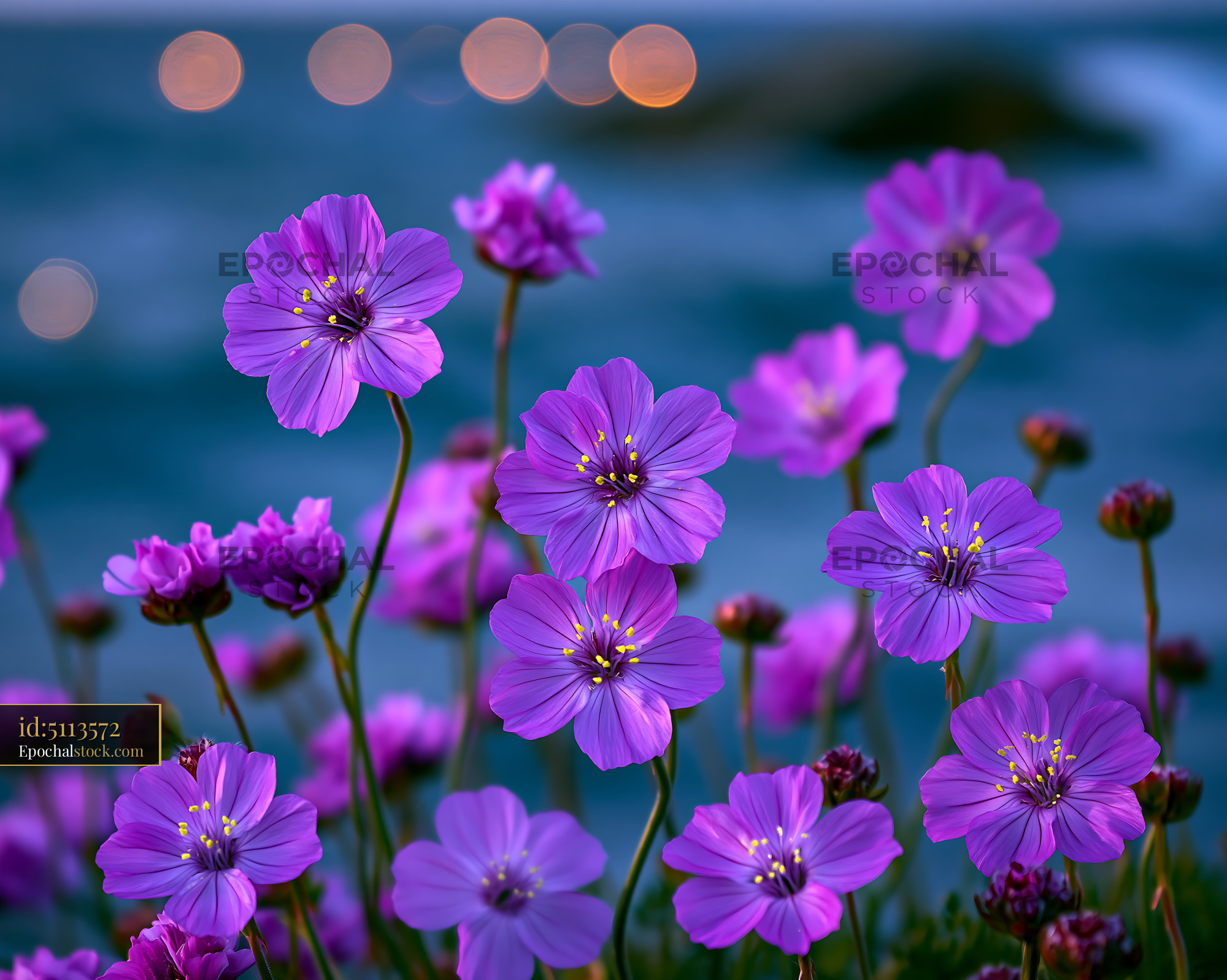Purple Flowers Blooming Near Water With Blurred Lights in Background - stock photo