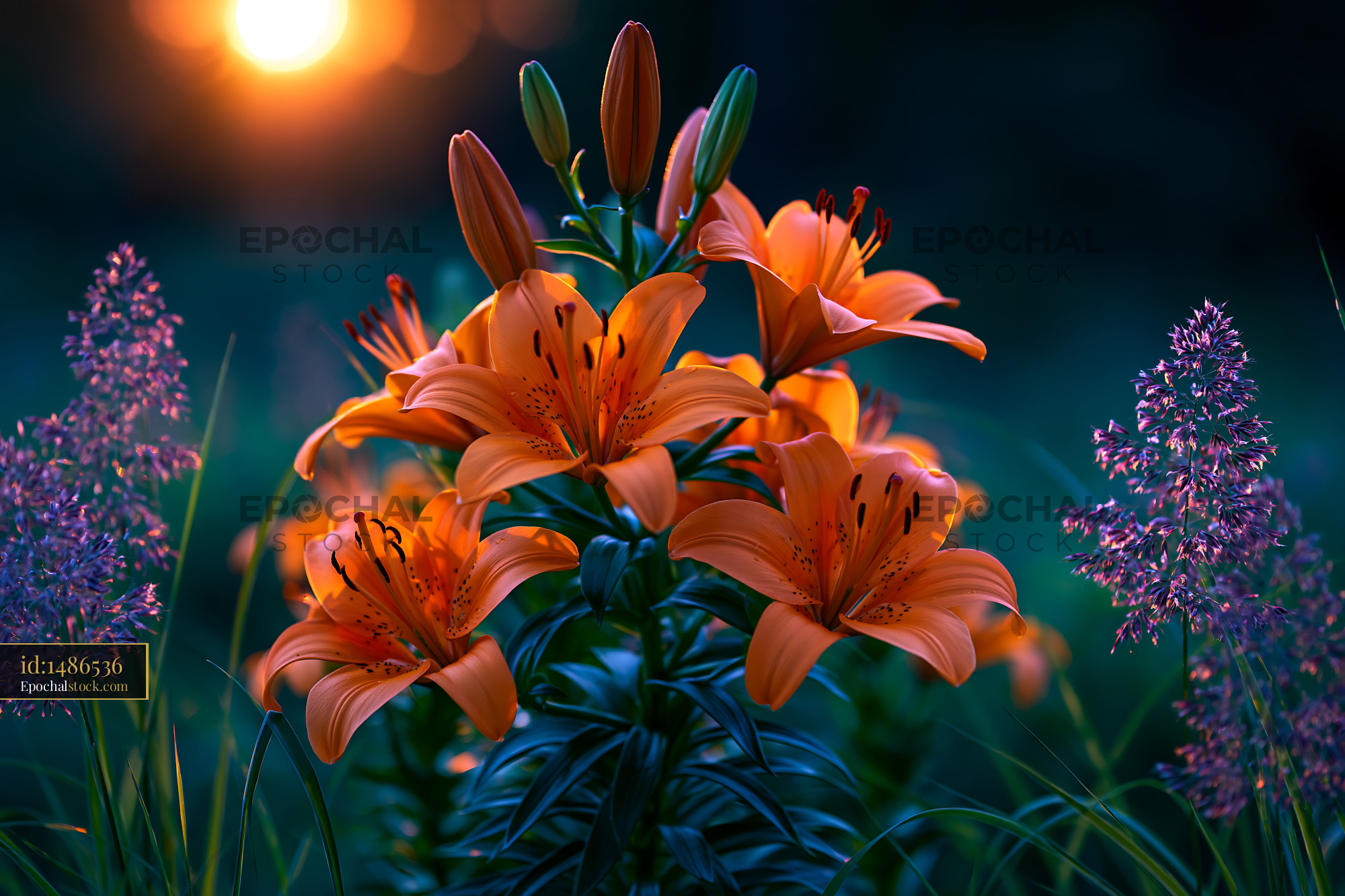 Watermarked full-resolution preview of Vibrant orange lilies in warm evening garden light