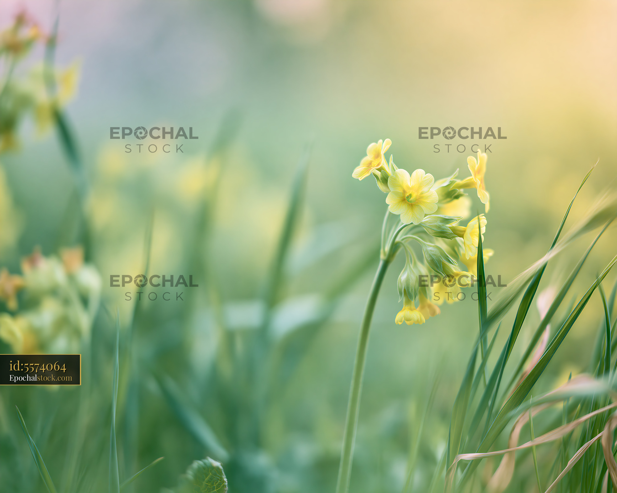 Watermarked full-resolution preview of Yellow flowers in a field during springtime