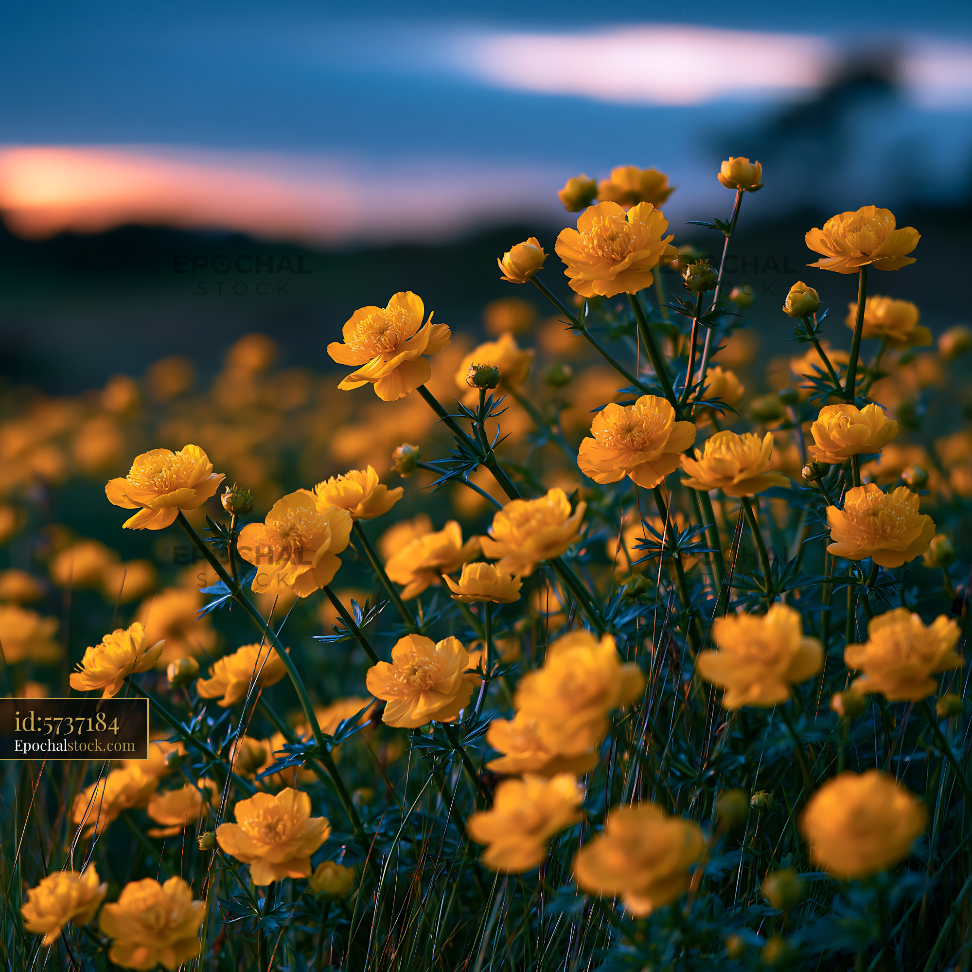 Watermarked full-resolution preview of Yellow flowers bloom in a field during sunset