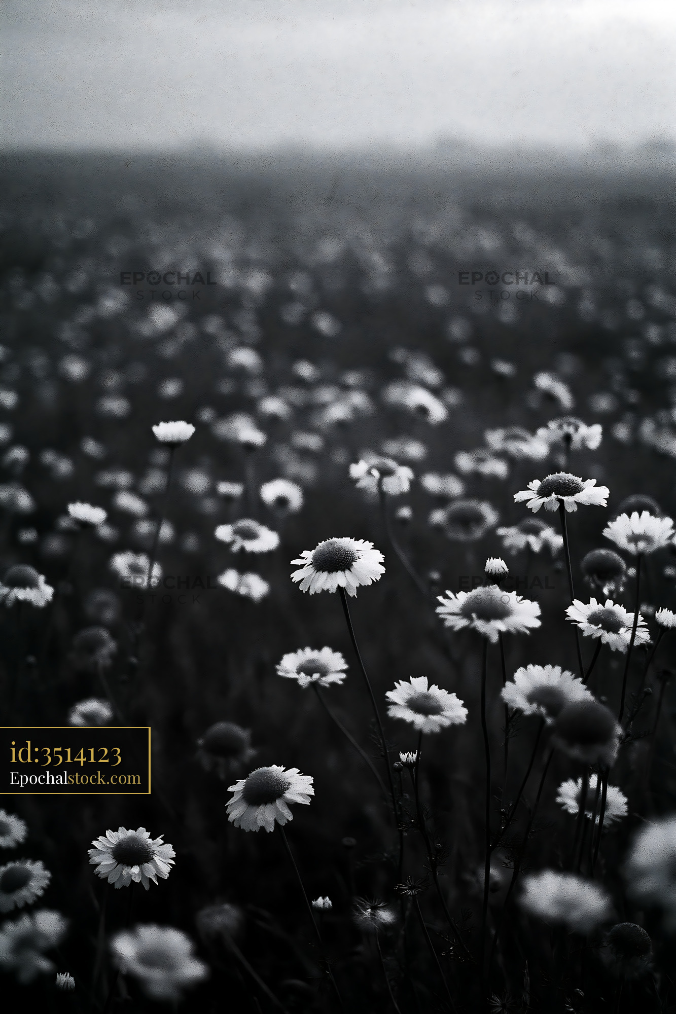 Watermarked full-resolution preview of Field of daisies in black and white under cloudy sky