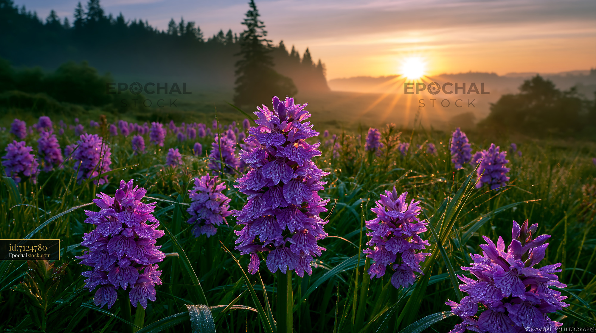 Wild Bee Orchids Blooming at Sunrise in Meadow - stock photo