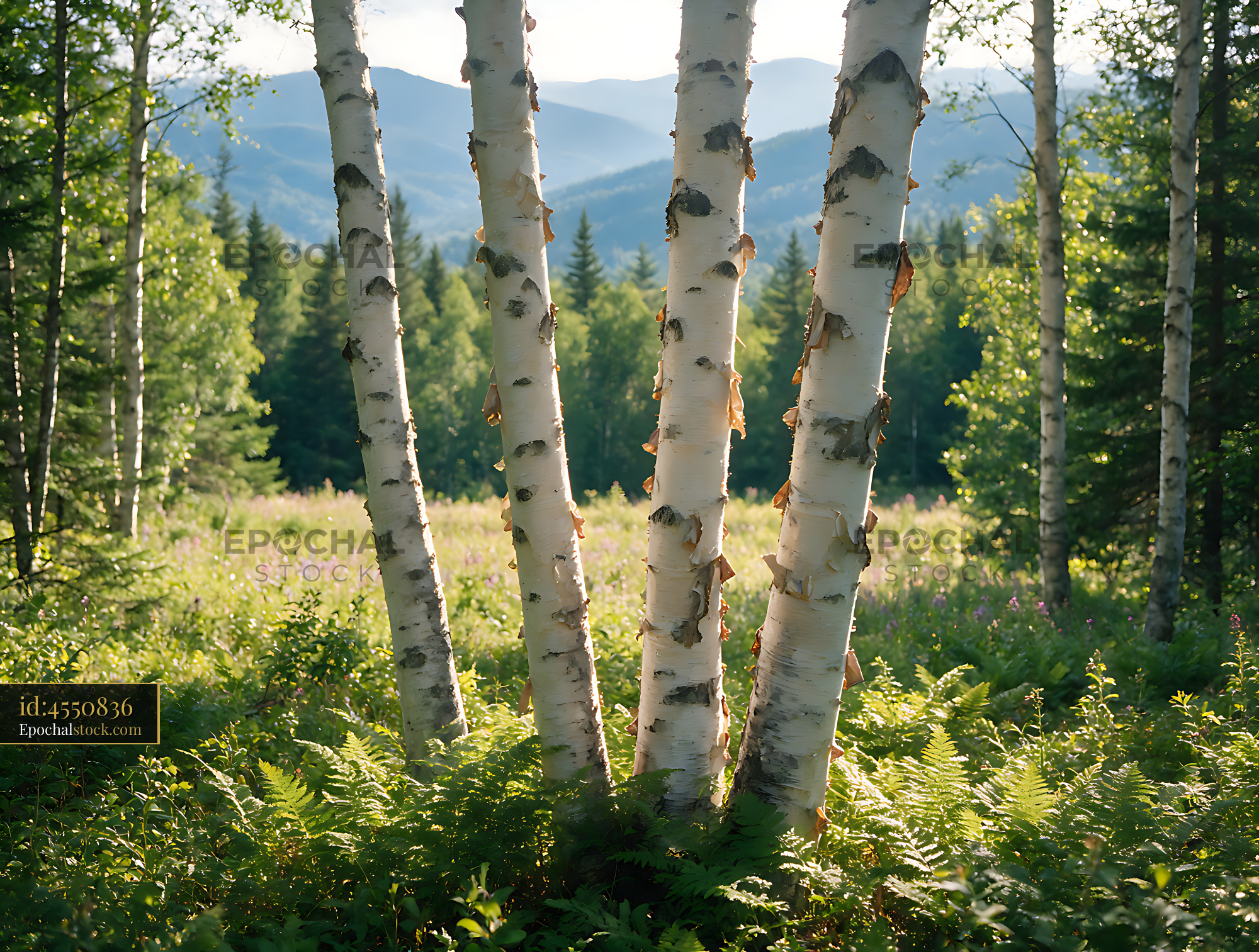 Watermarked full-resolution preview of Sunlit birch trees with distant mountain scenery