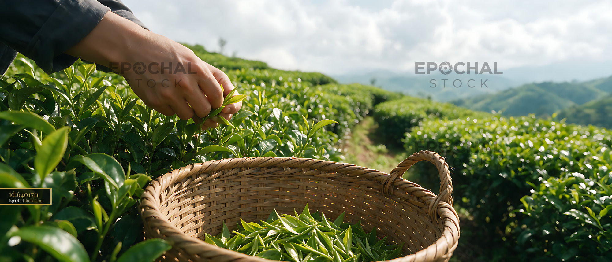 Watermarked full-resolution preview of Tea Leaf Harvest in a Mountain Valley