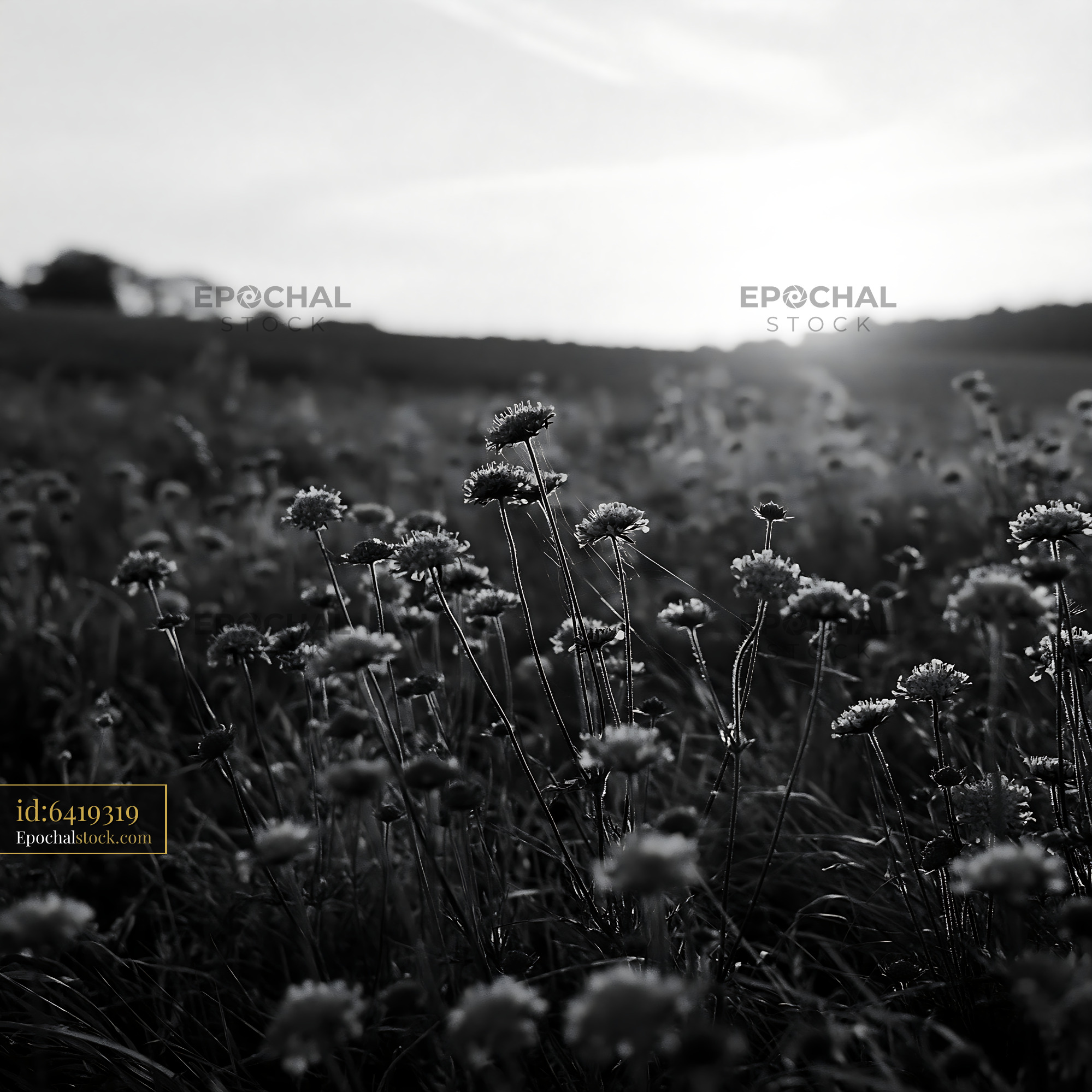 Watermarked full-resolution preview of Wildflowers in a field at sunset