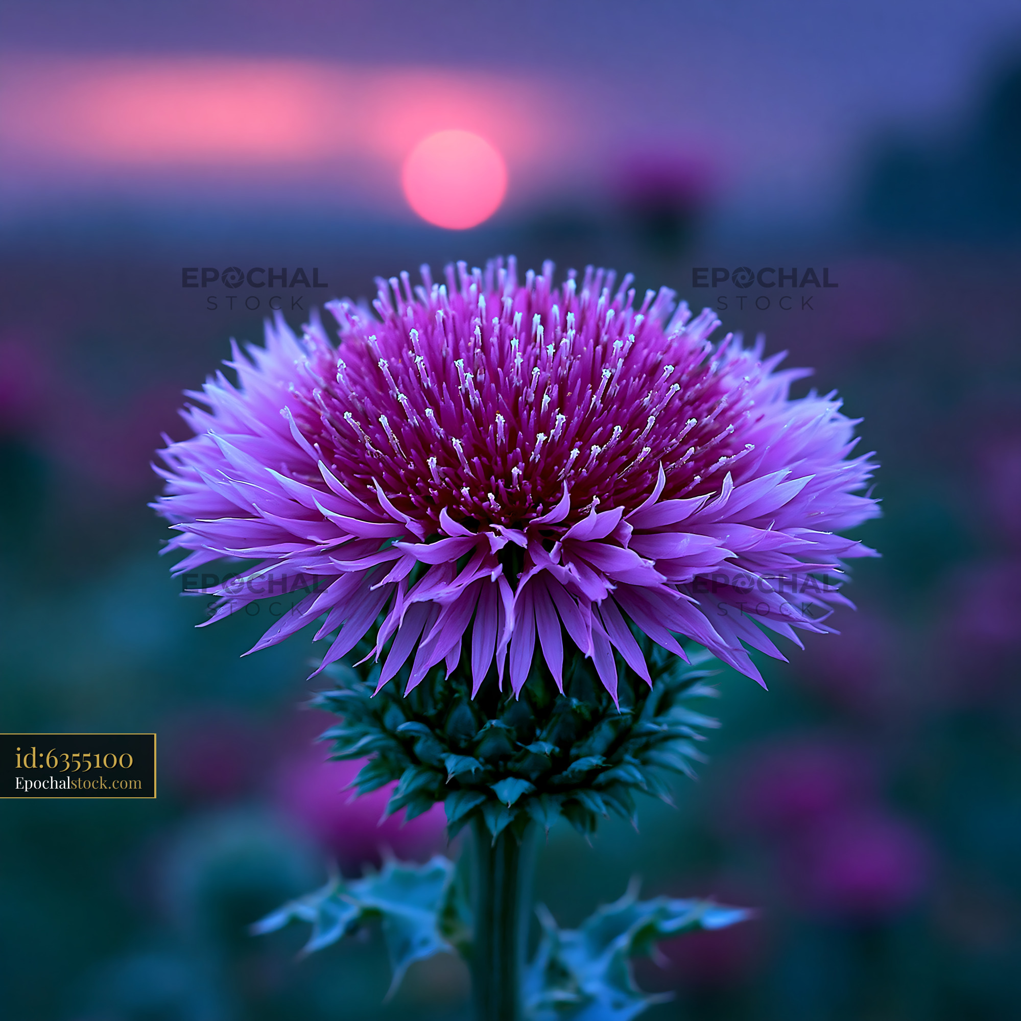 Watermarked full-resolution preview of Purple thistle flower against sunset backdrop