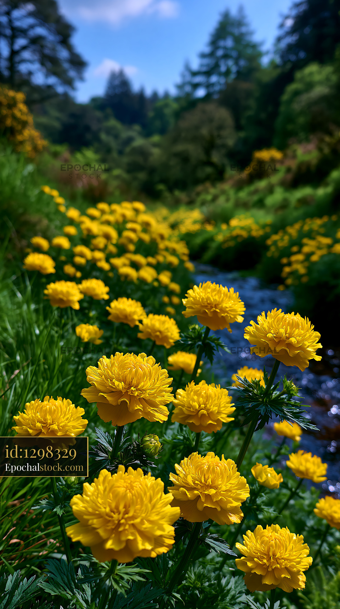 Watermarked full-resolution preview of Flowers bloom near a stream in a green landscape