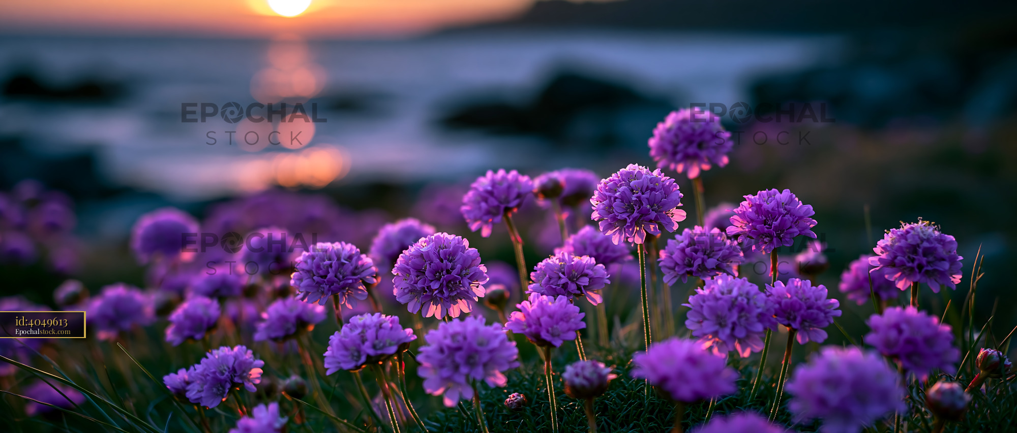 Watermarked full-resolution preview of Vibrant purple flowers during sunset by the water