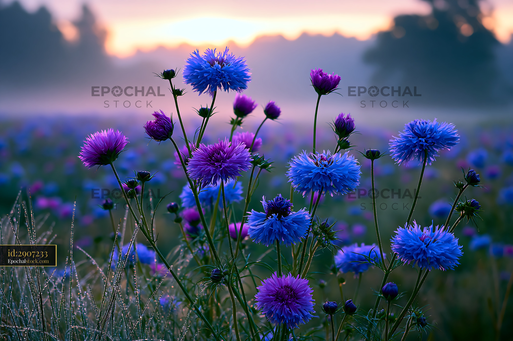 Flowers Bloom in a Field at Sunrise With Mist and Soft Light - stock photo