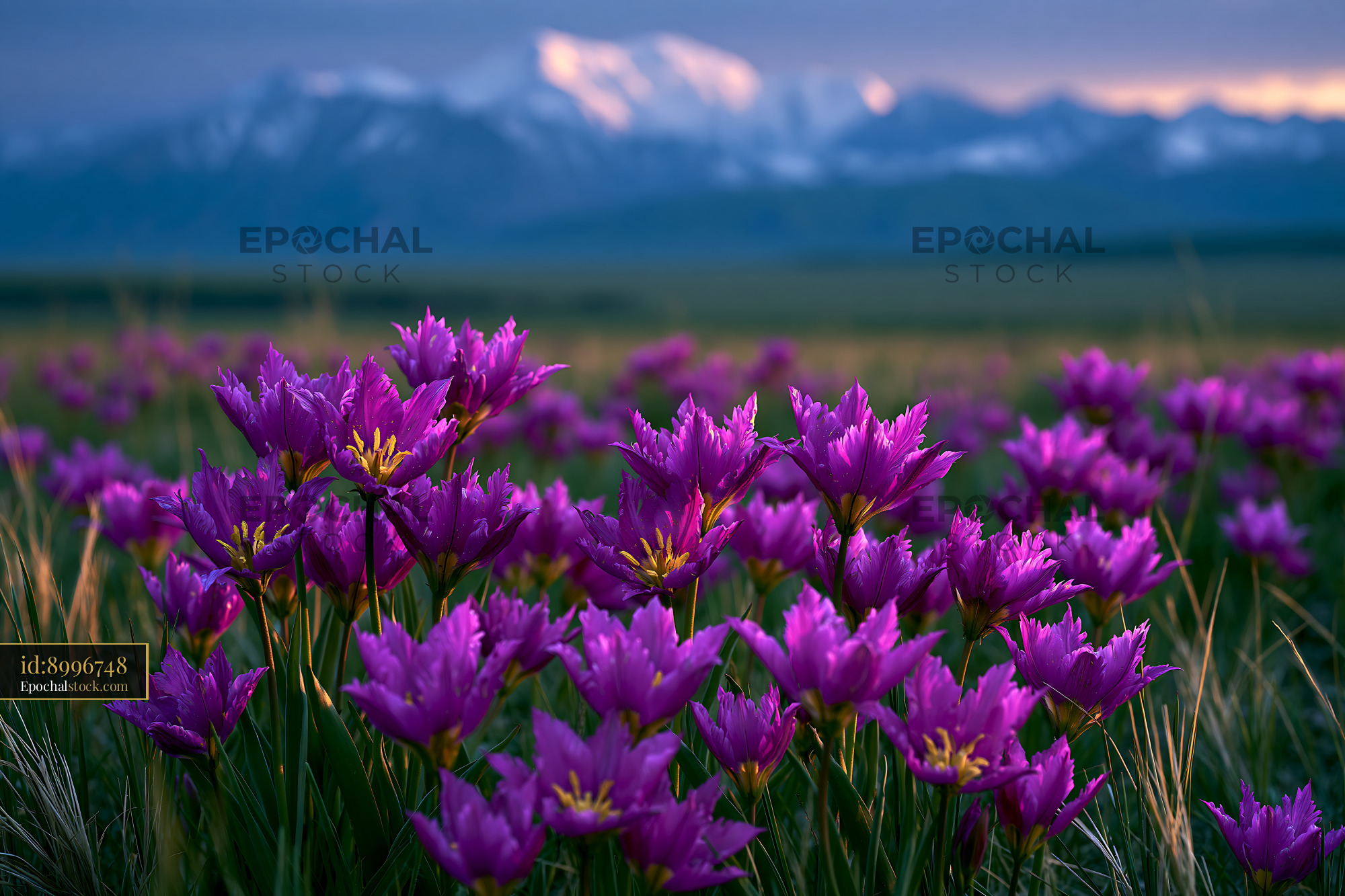 Watermarked full-resolution preview of Purple flowers bloom in a field with mountains in the background