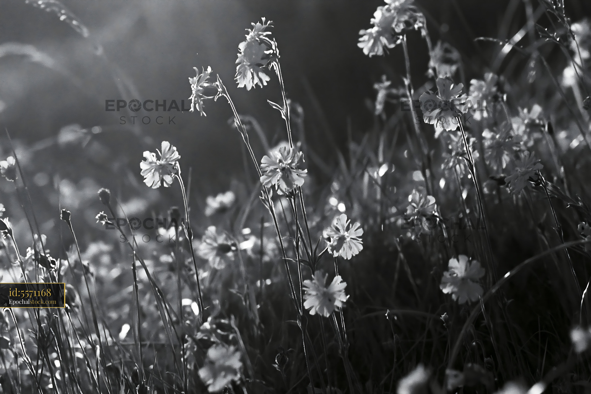 Watermarked full-resolution preview of Light shines through flowers in black and white photograph