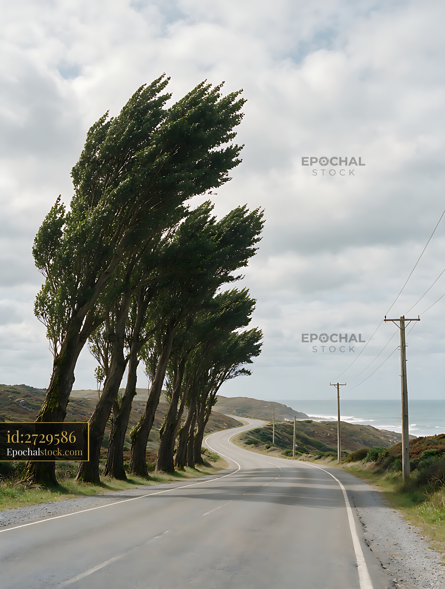 Watermarked full-resolution preview of Poplar trees beside a winding coastal roadway