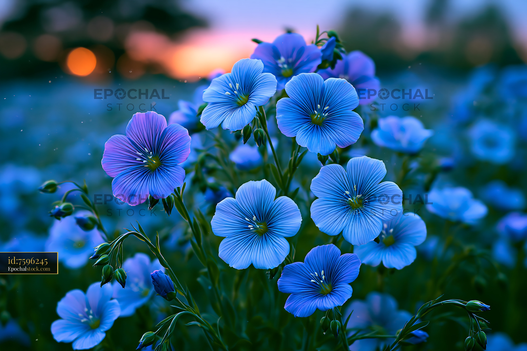 Watermarked full-resolution preview of Blue flowers blooming in a field during sunset