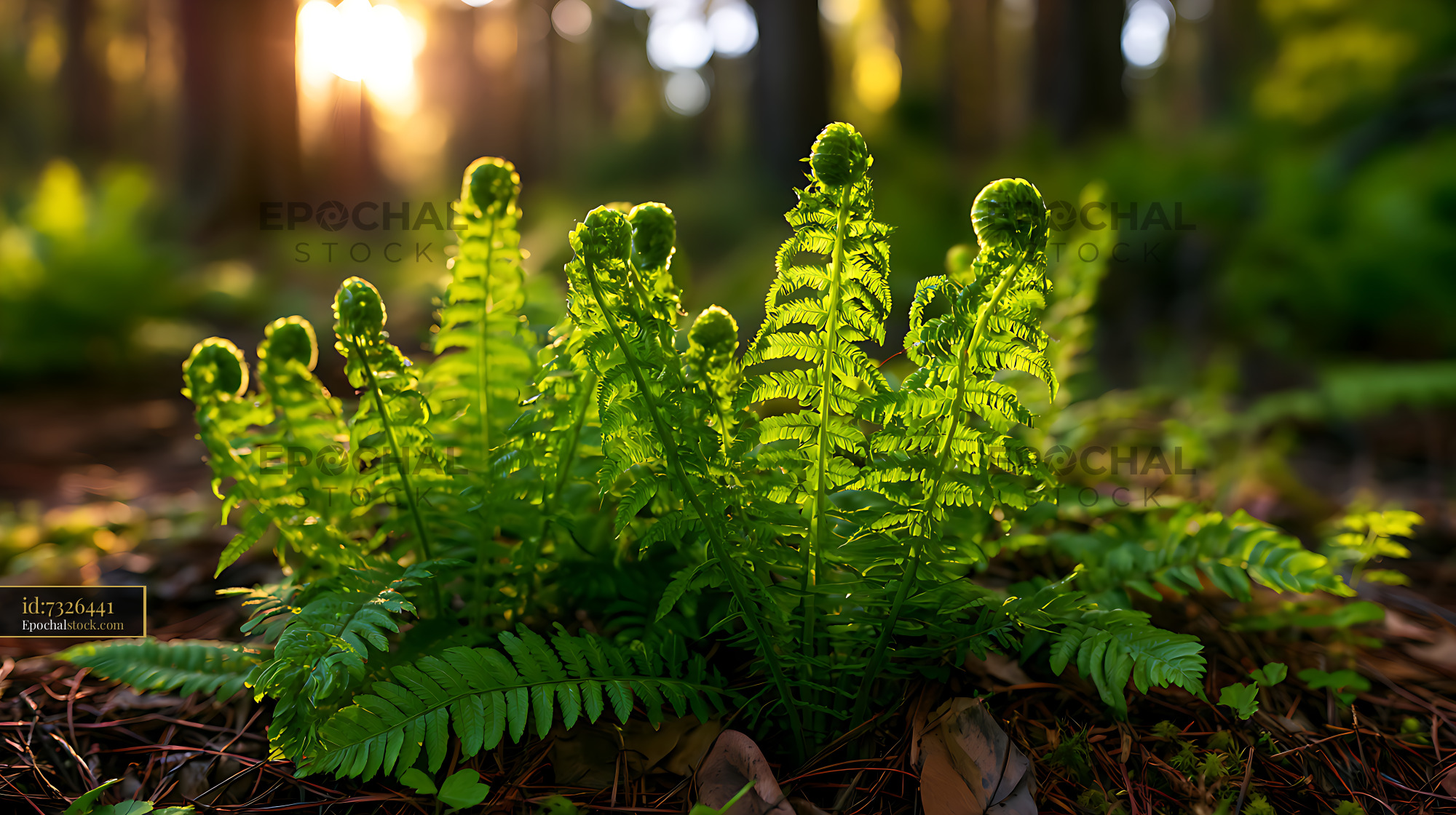 Watermarked full-resolution preview of Sunlit green ferns in a woodland setting