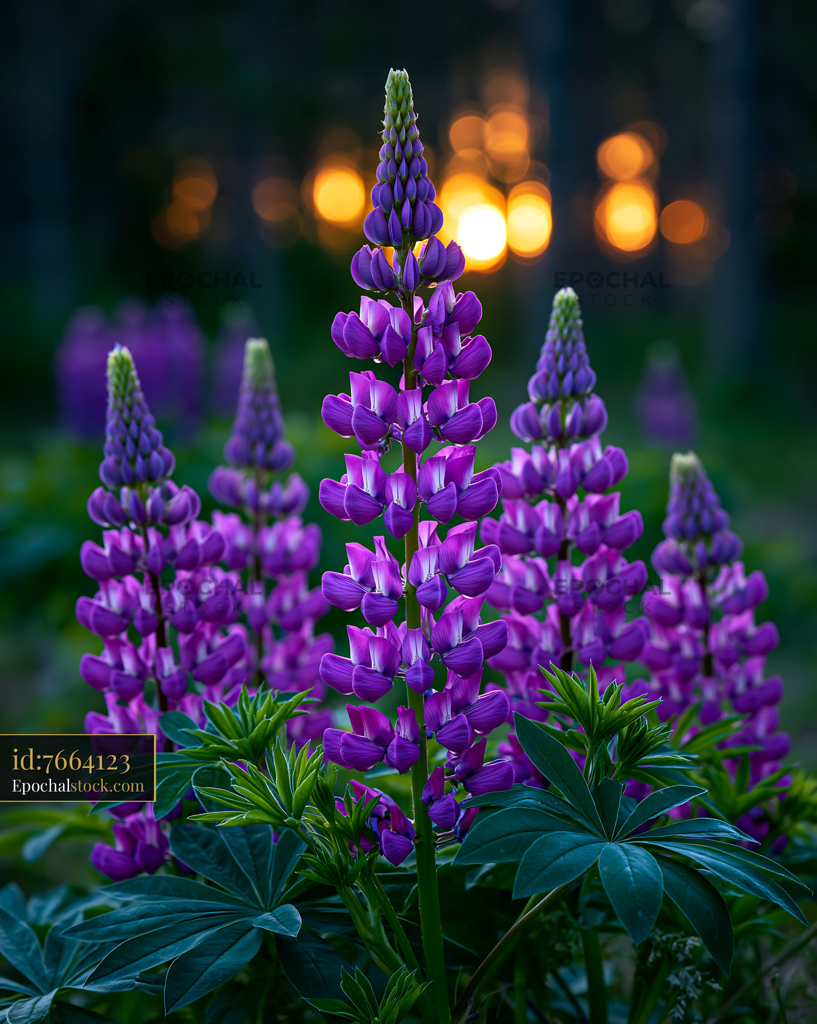 Watermarked full-resolution preview of Purple lupine flowers in sunlight during evening hours