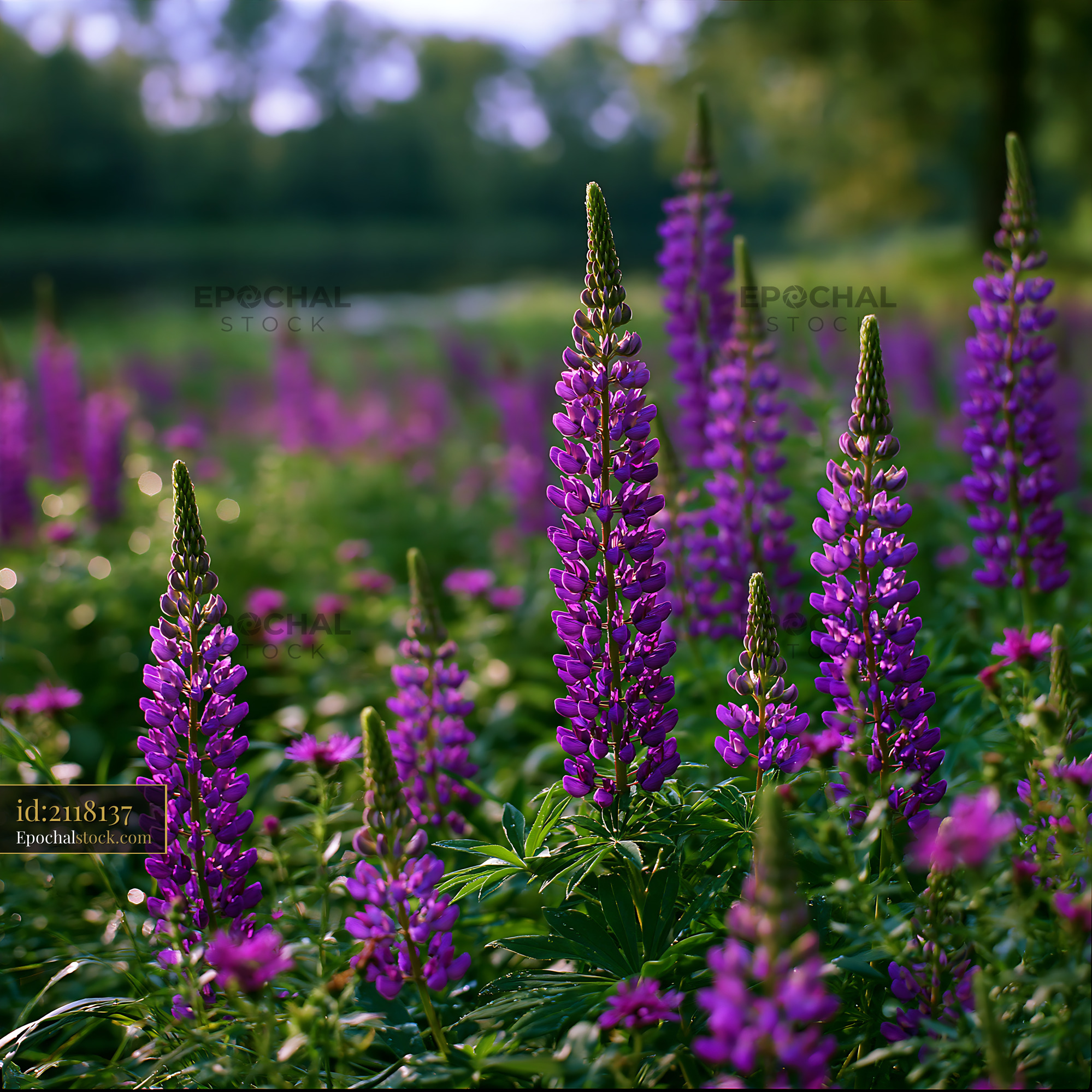 Lupine Blooming in Meadow Under Soft Light - stock photo