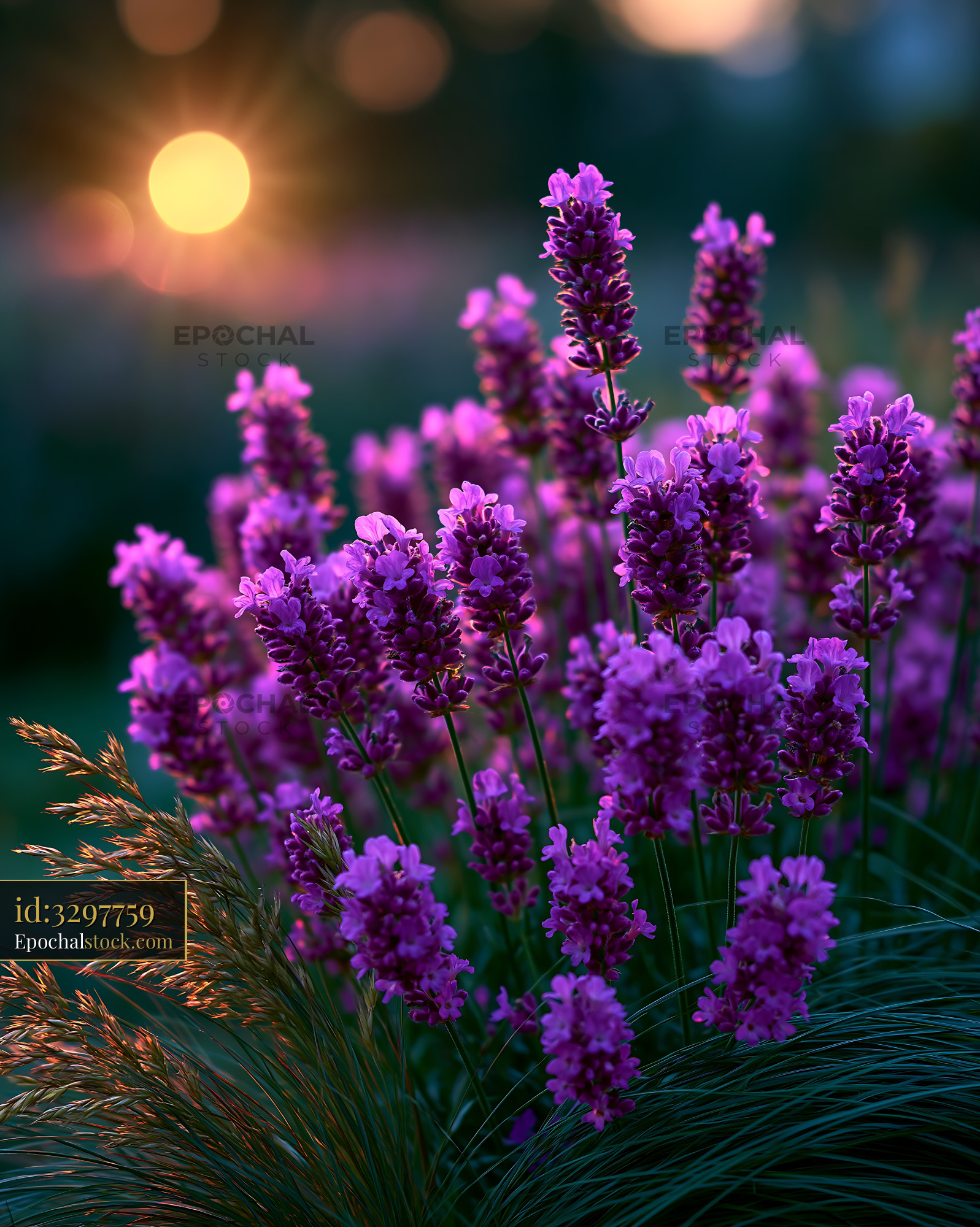 Watermarked full-resolution preview of Lavender flowers in a garden during sunset