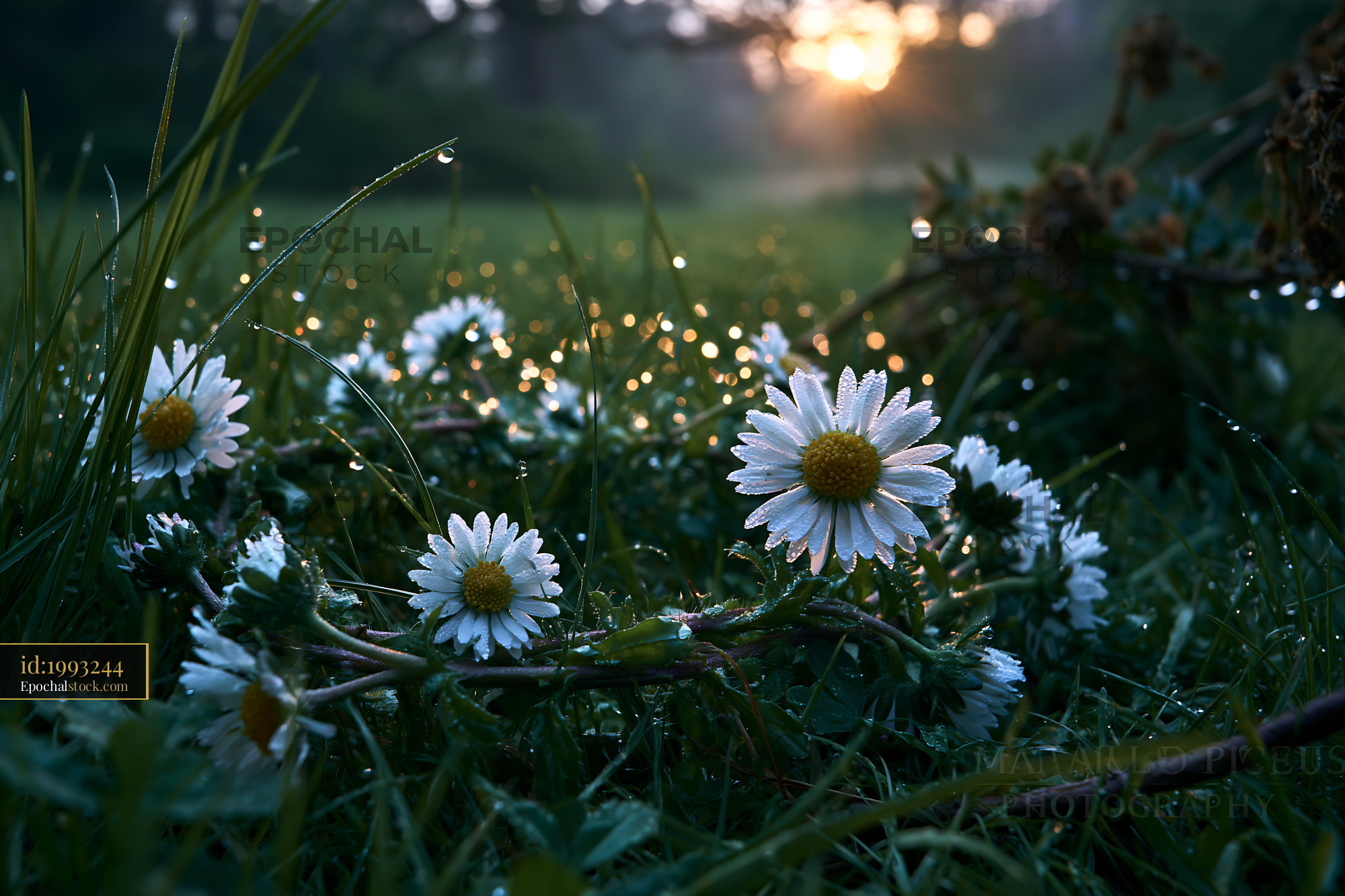 Watermarked full-resolution preview of Sunrise over dewy daisies in a grassy field