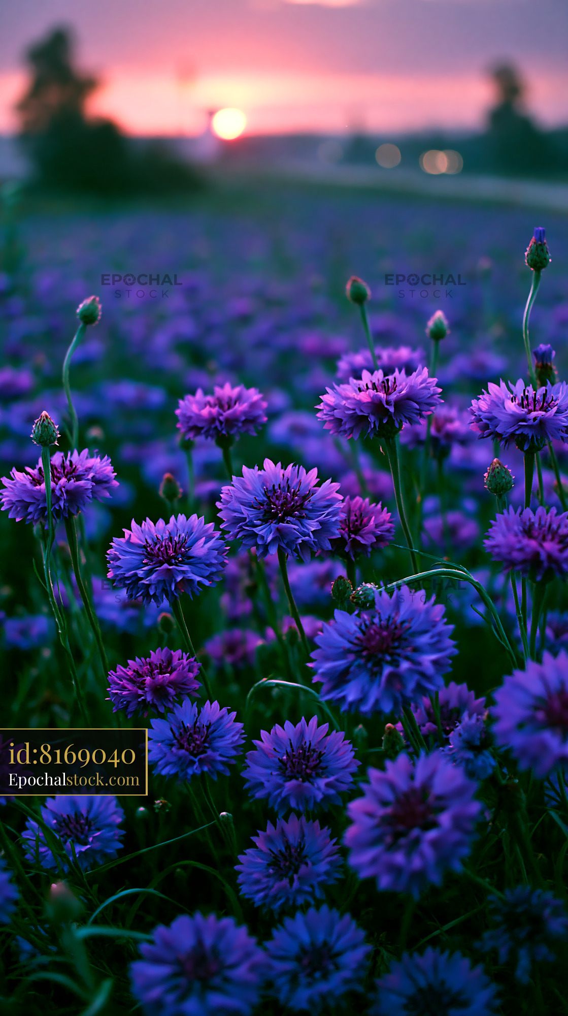 Watermarked full-resolution preview of Purple flowers in a field during sunset