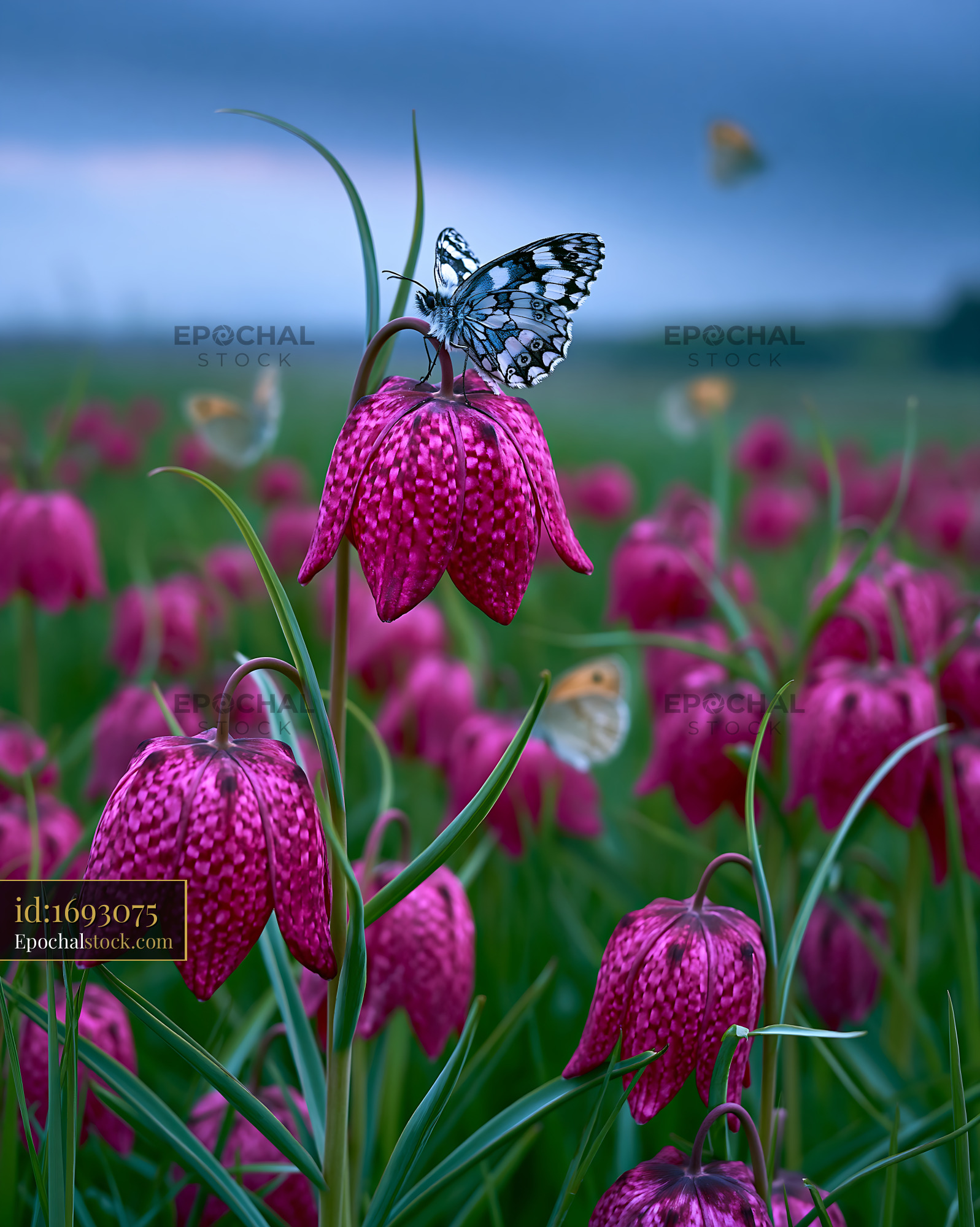Watermarked full-resolution preview of Butterfly on pink flowers in a field