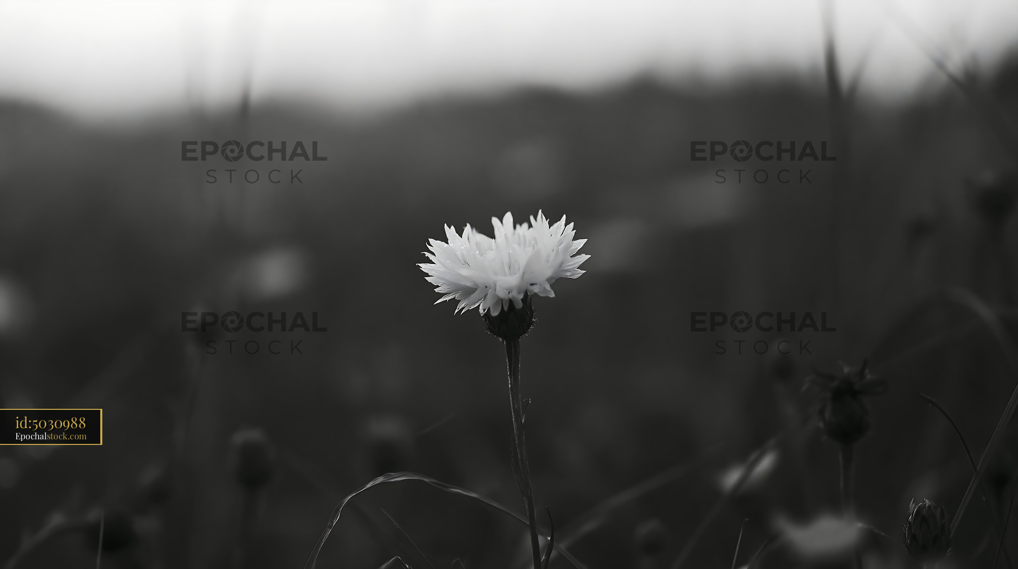 Watermarked full-resolution preview of Single white flower in a black and white field
