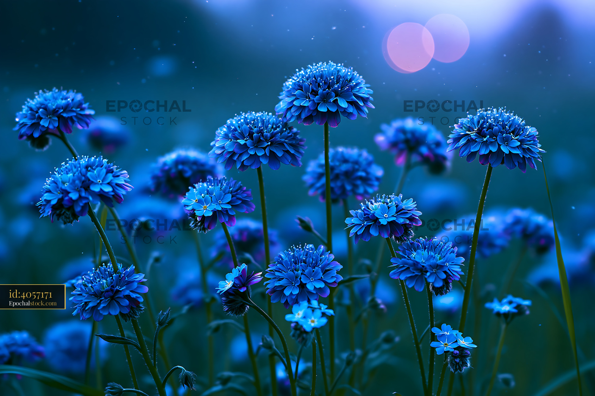 Watermarked full-resolution preview of Blue flowers in the field during twilight hours