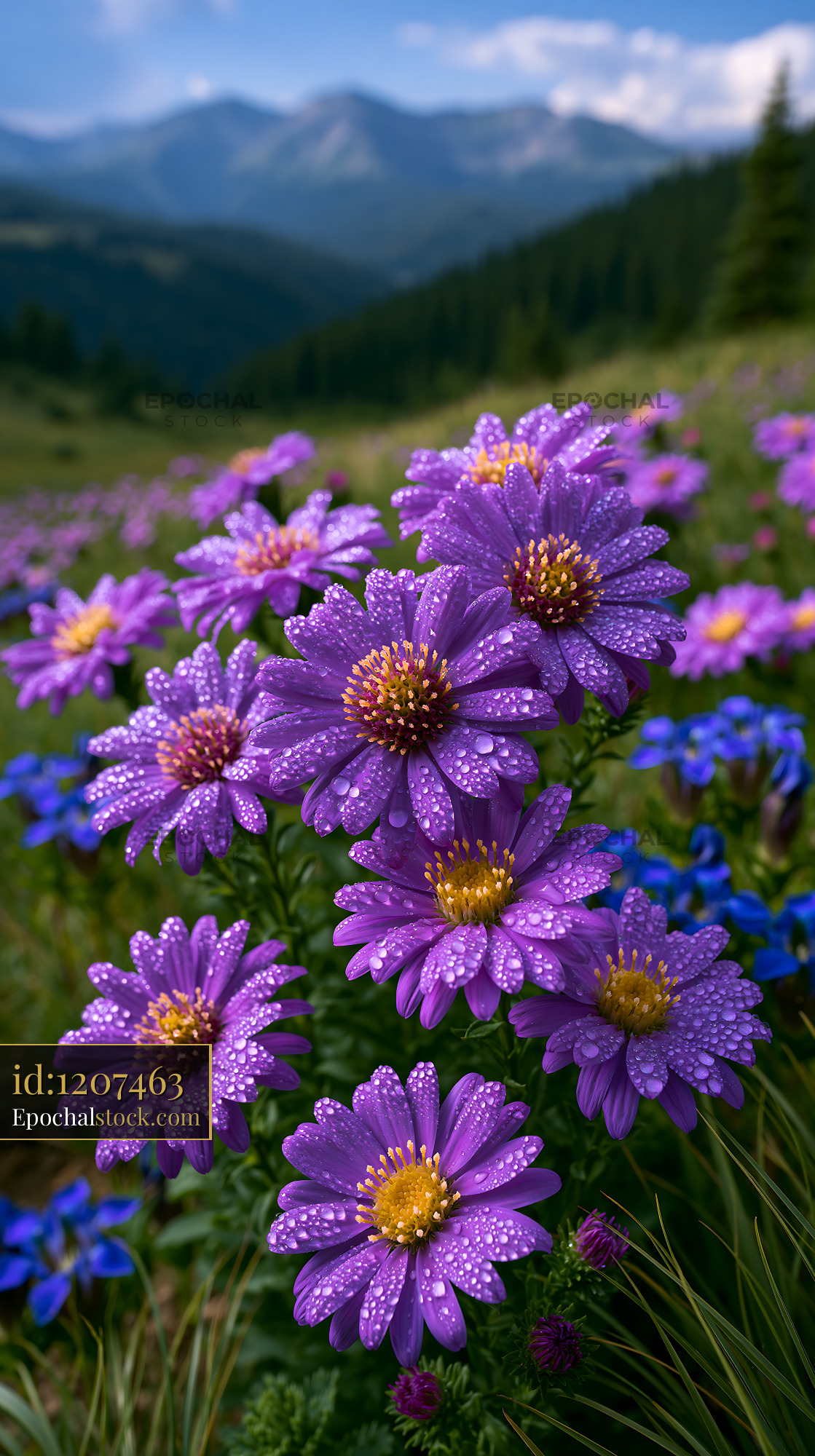 Watermarked full-resolution preview of Rain-covered purple flowers in a mountain meadow