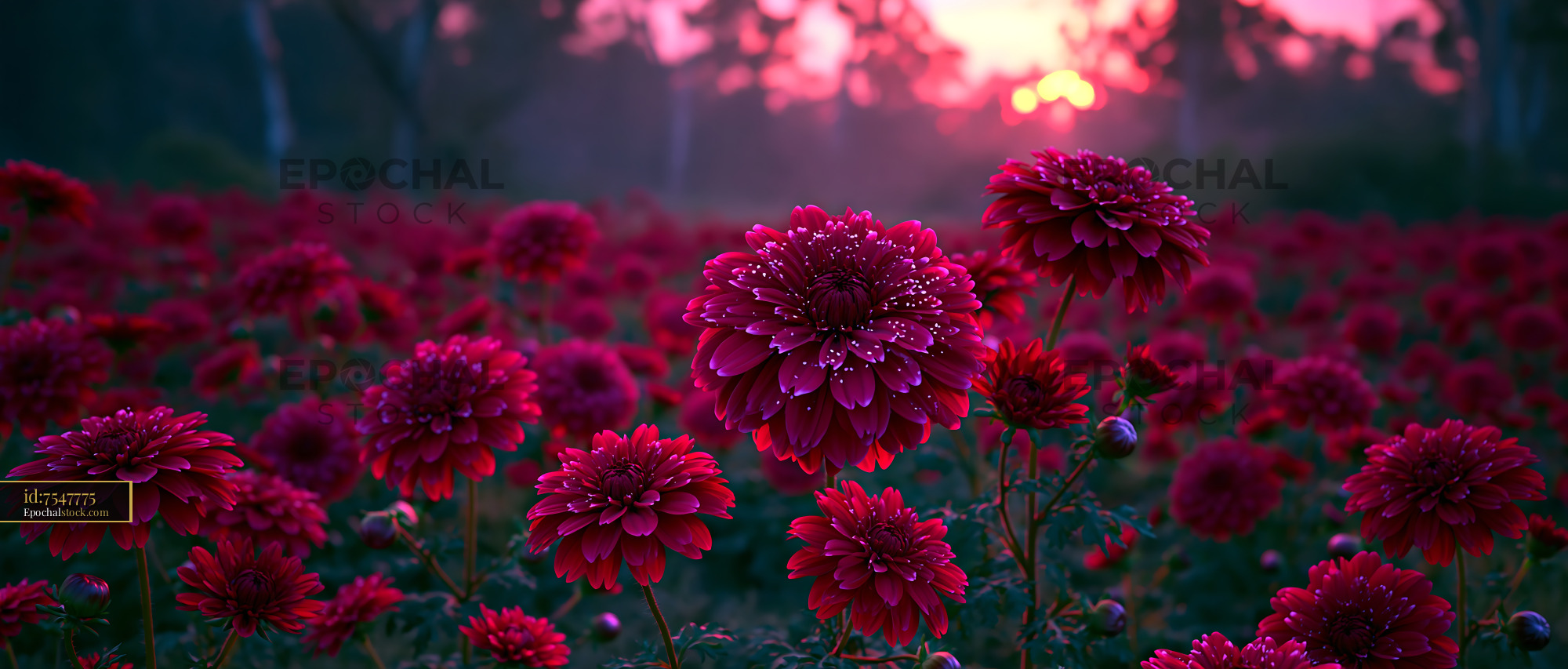 Watermarked full-resolution preview of Field of red flowers at sunset