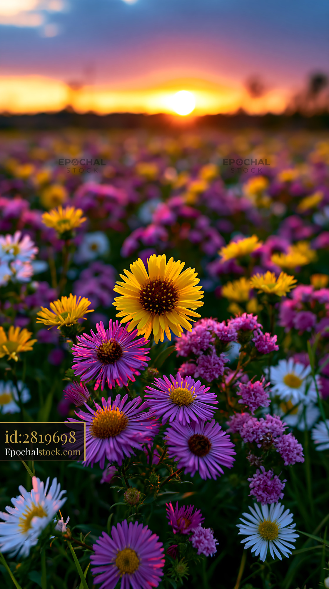 Watermarked full-resolution preview of Colorful wildflowers in a field during sunset