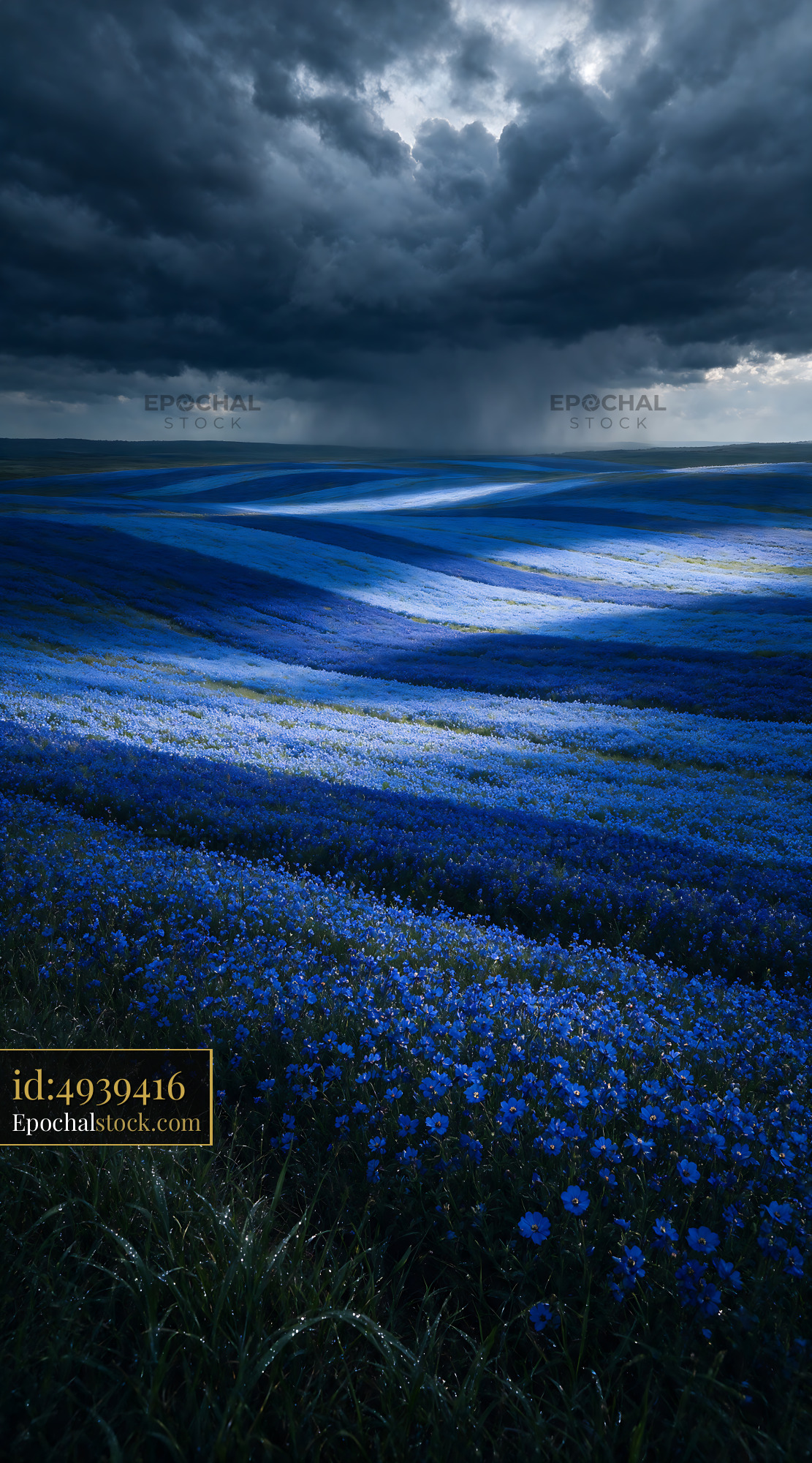 Watermarked full-resolution preview of Vast blue flower field under dark stormy sky