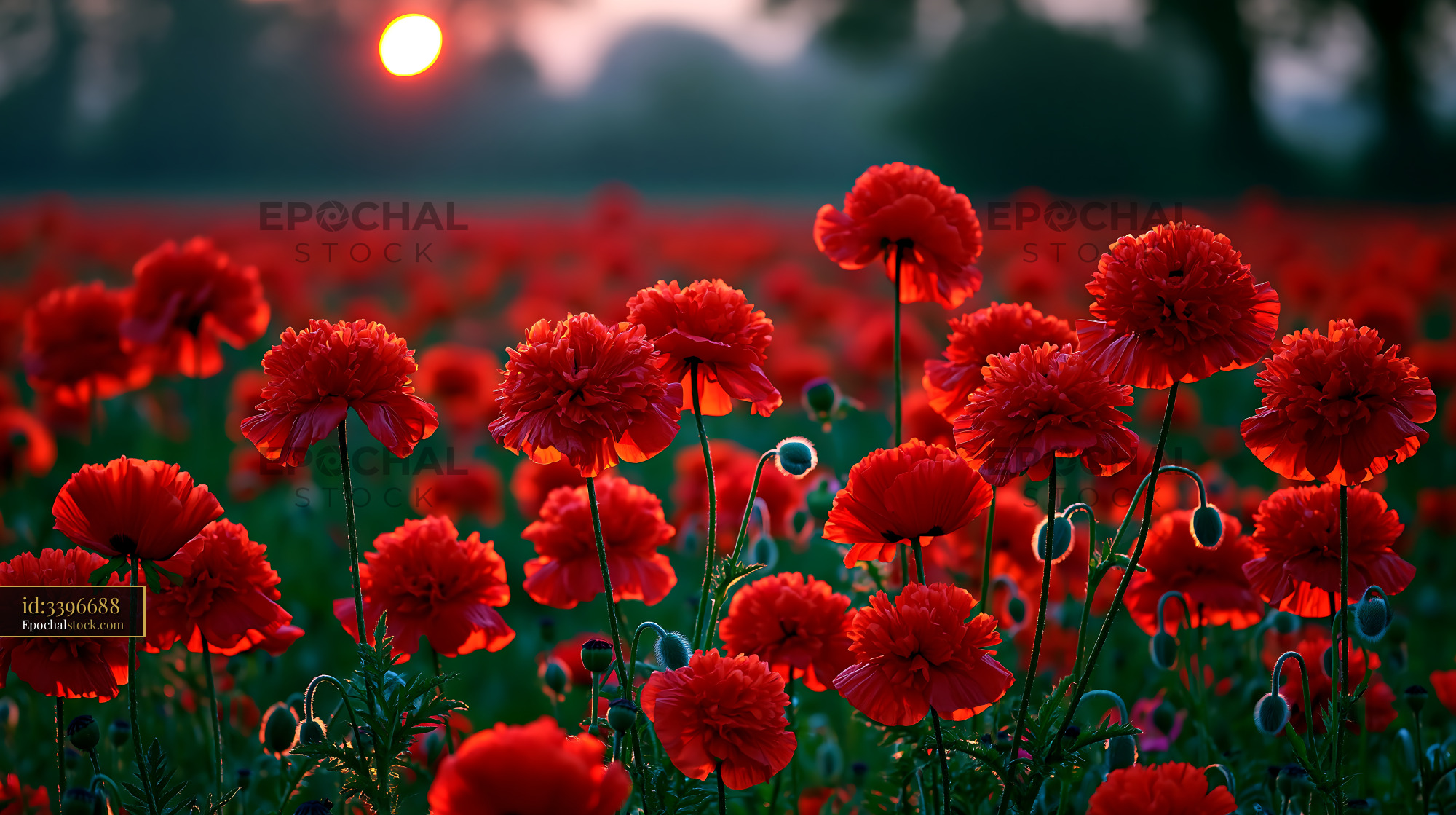Watermarked full-resolution preview of Field of red flowers at sunset