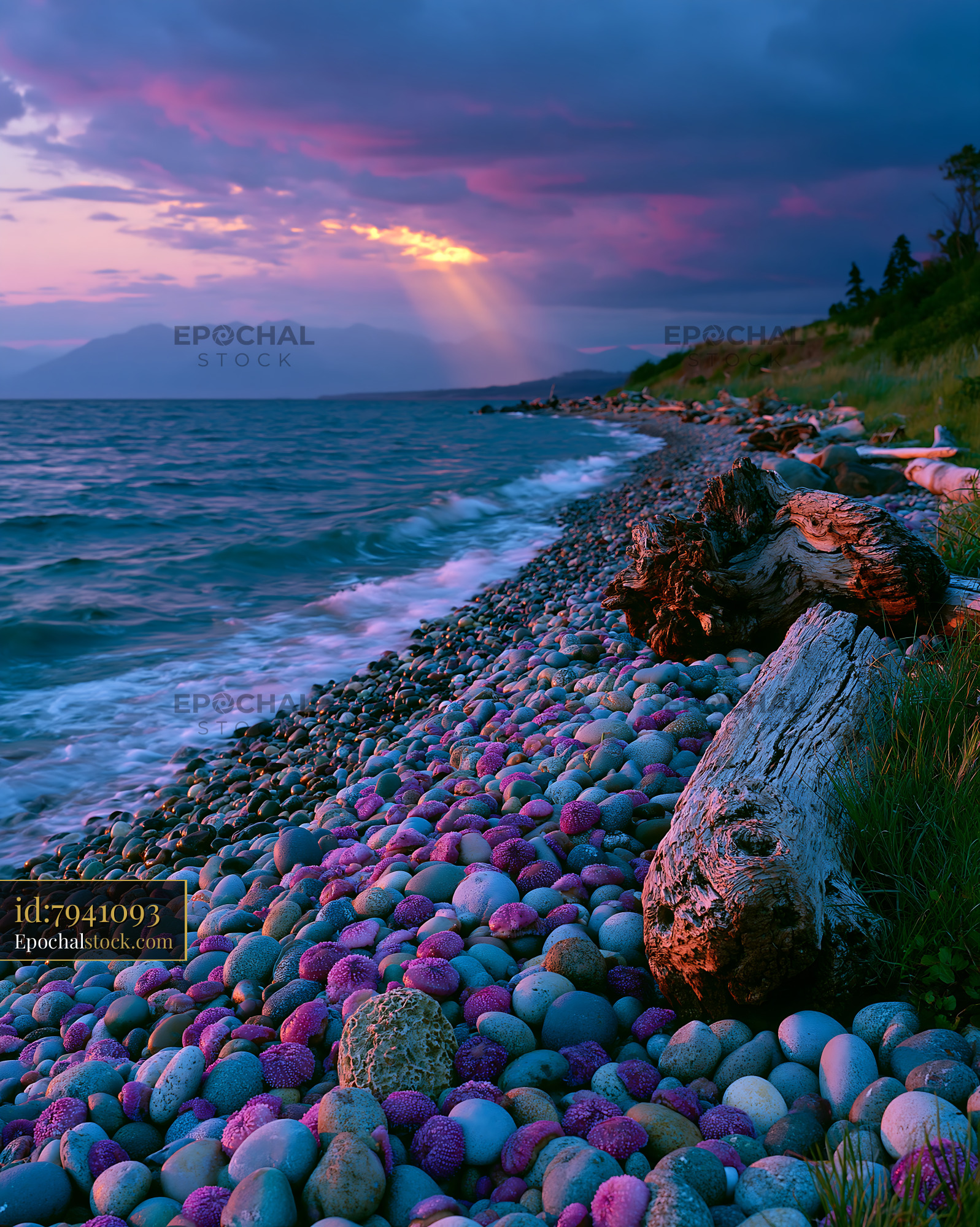 Watermarked full-resolution preview of Rocky coastal shoreline with driftwood at sunset