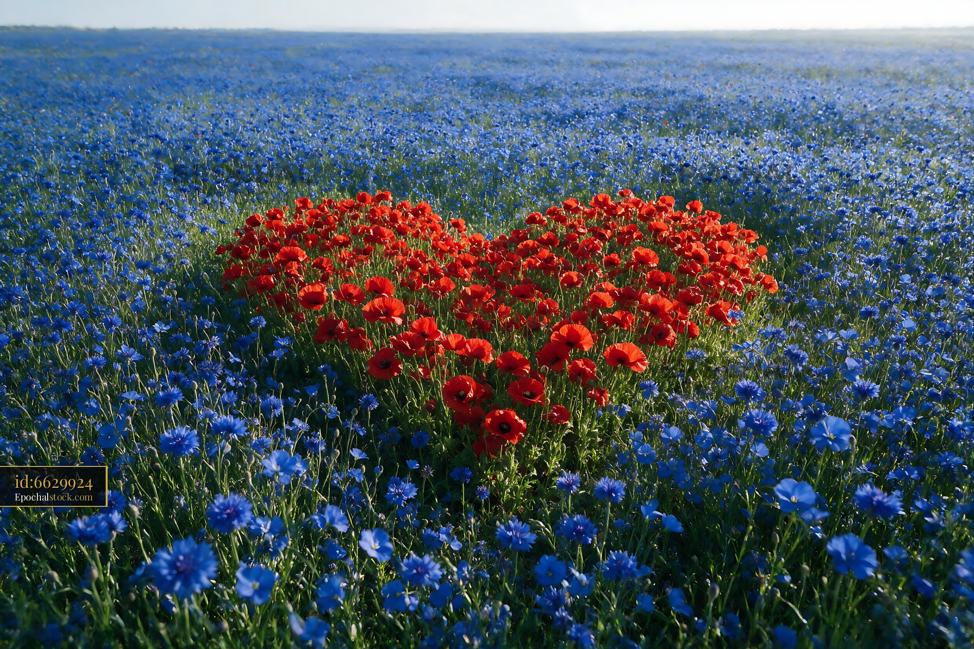 Watermarked full-resolution preview of Red flowers arranged in heart shape among blue wildflowers