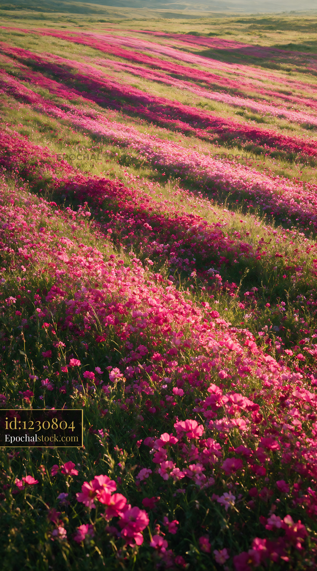 Watermarked full-resolution preview of Fields of blooming pink flowers during golden hour
