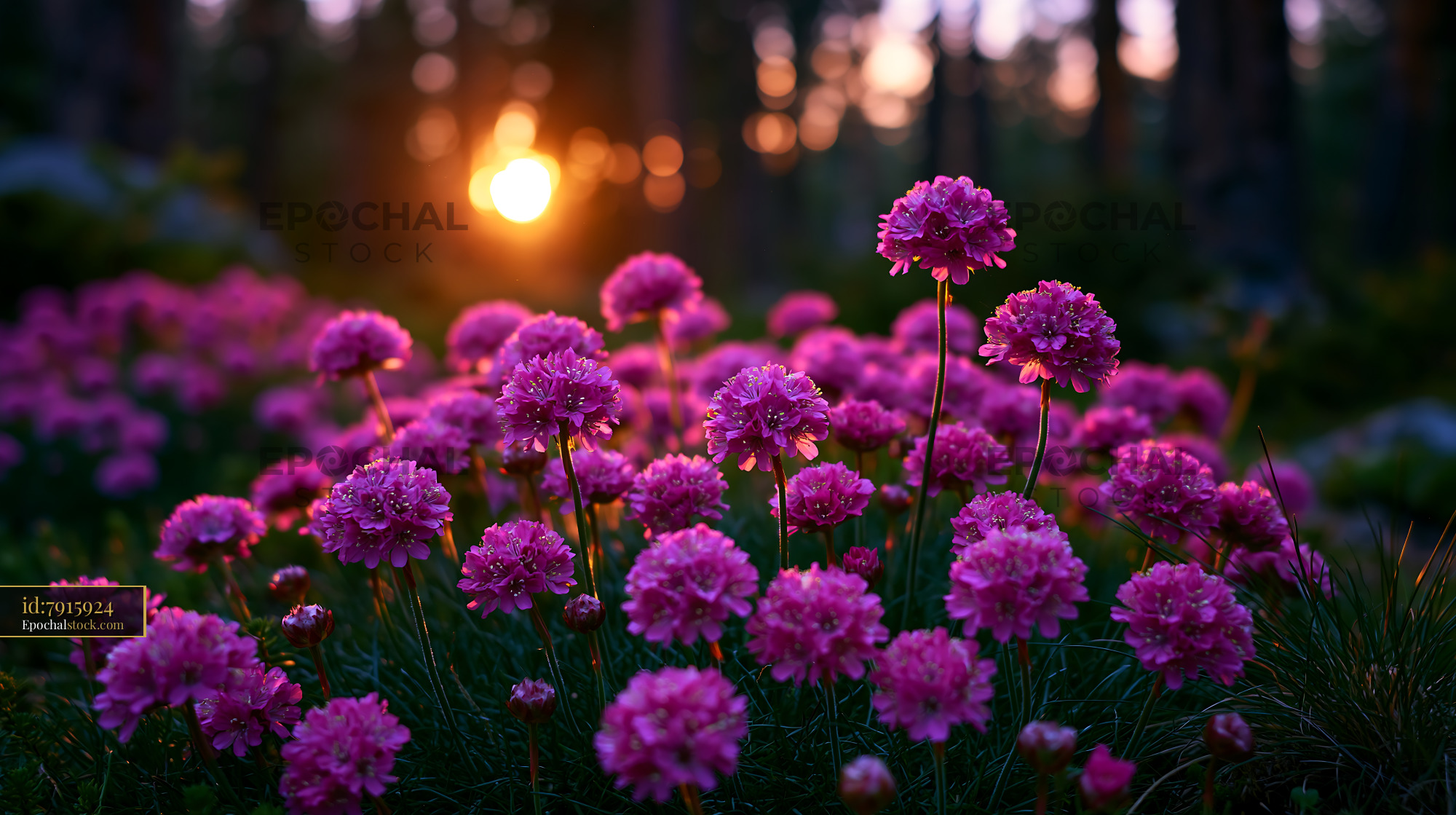 Watermarked full-resolution preview of Flowers bloom under evening sunlight in a forest