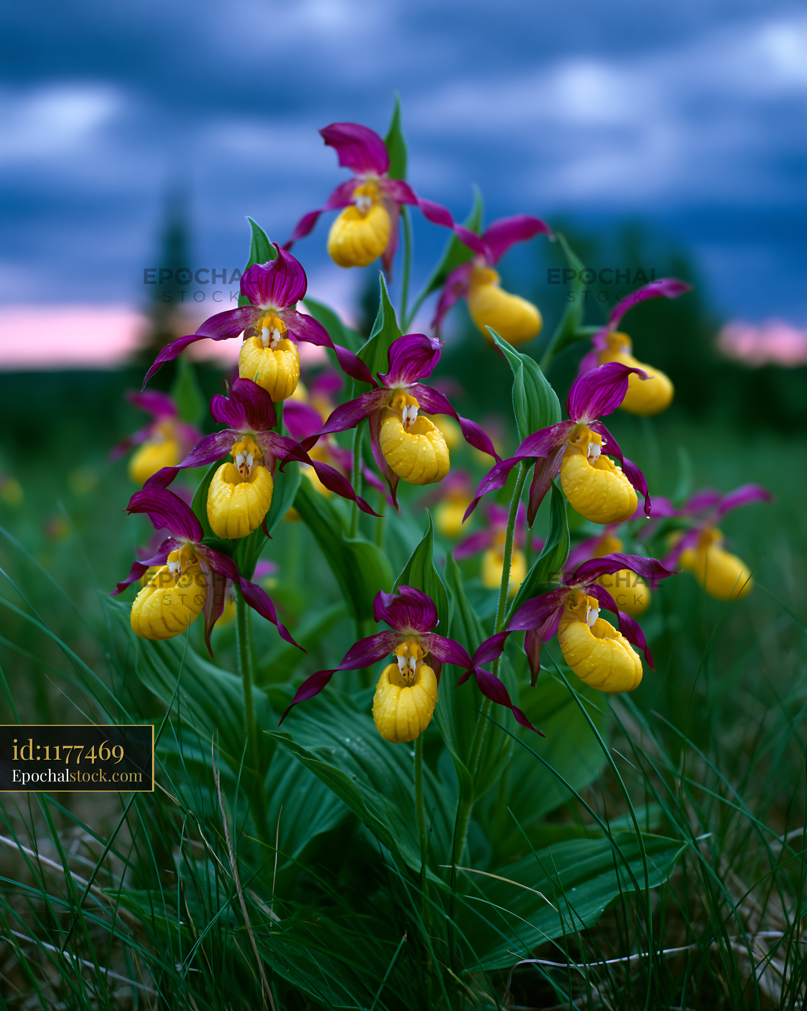 Wild Ladys Slipper Orchids, Cypripedium Calceolus, in Meadow - stock photo