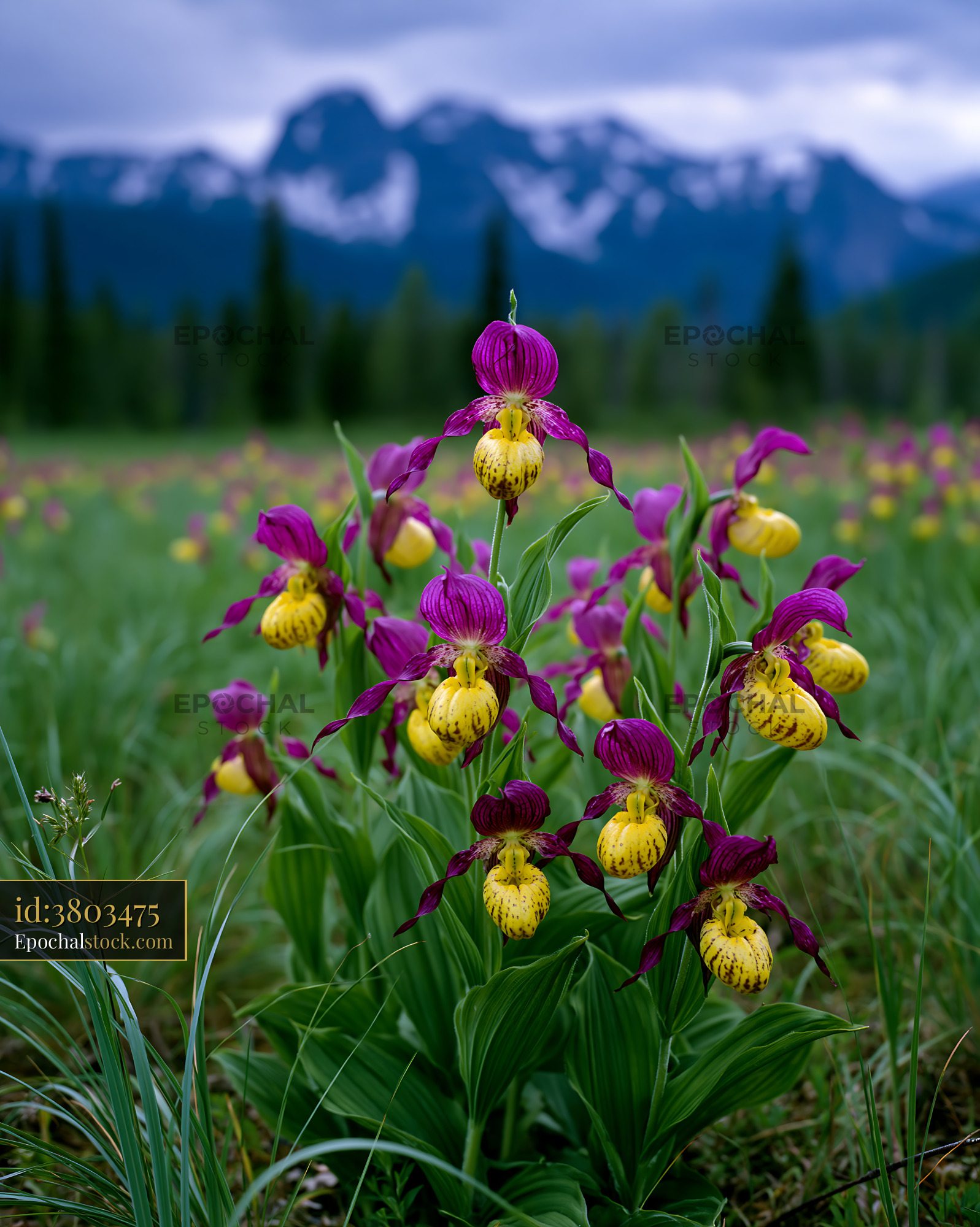 Watermarked full-resolution preview of Purple and yellow lady's slipper orchids in mountain meadow