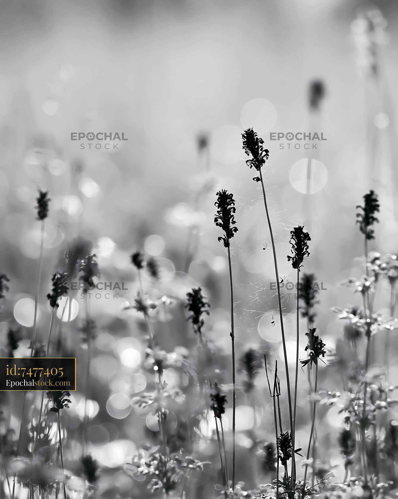 Watermarked full-resolution preview of Black and white flowers with blurred background and sunlight