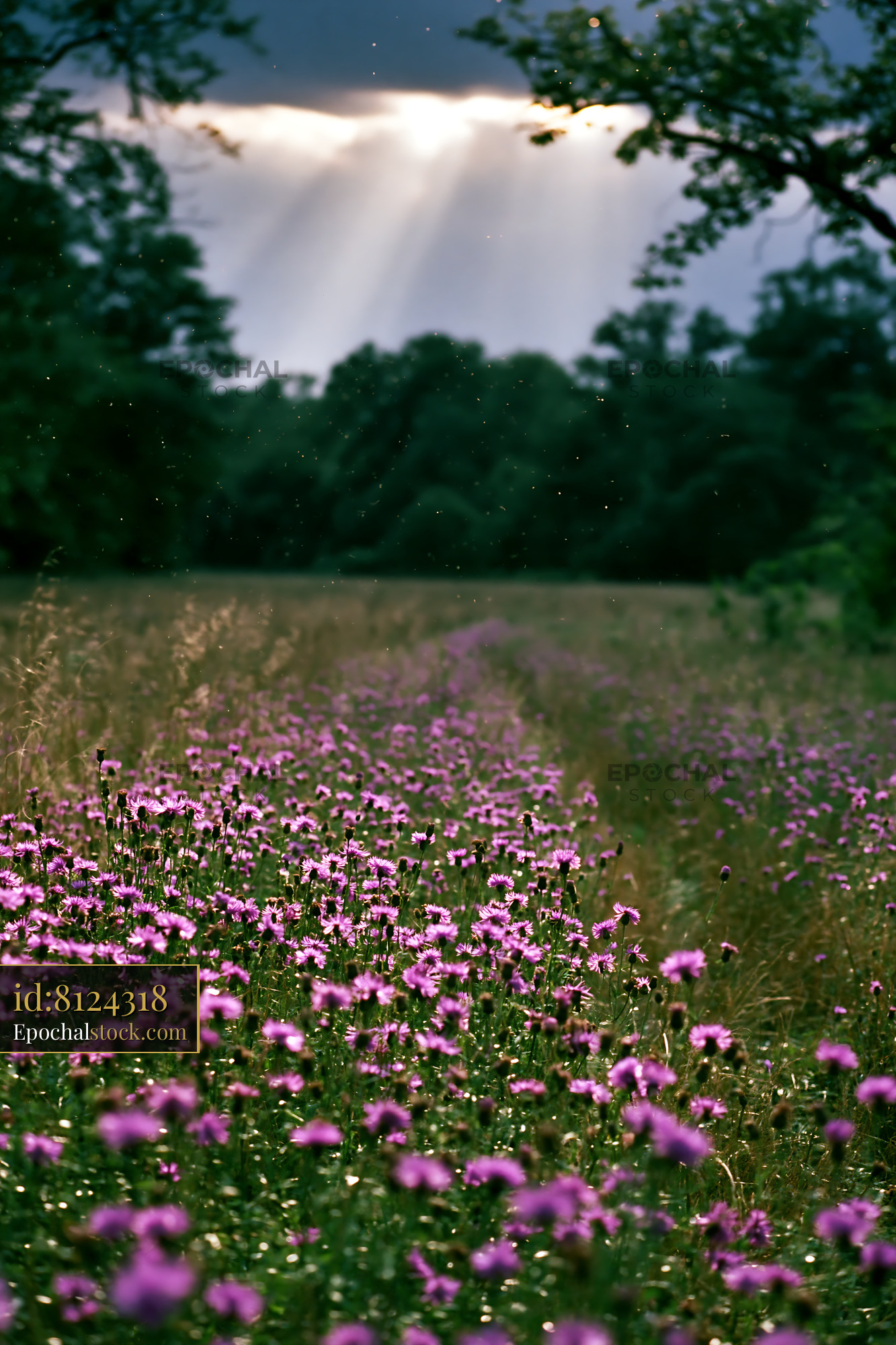Knapweed Flowers Blooming in a Meadow During Summer - stock photo