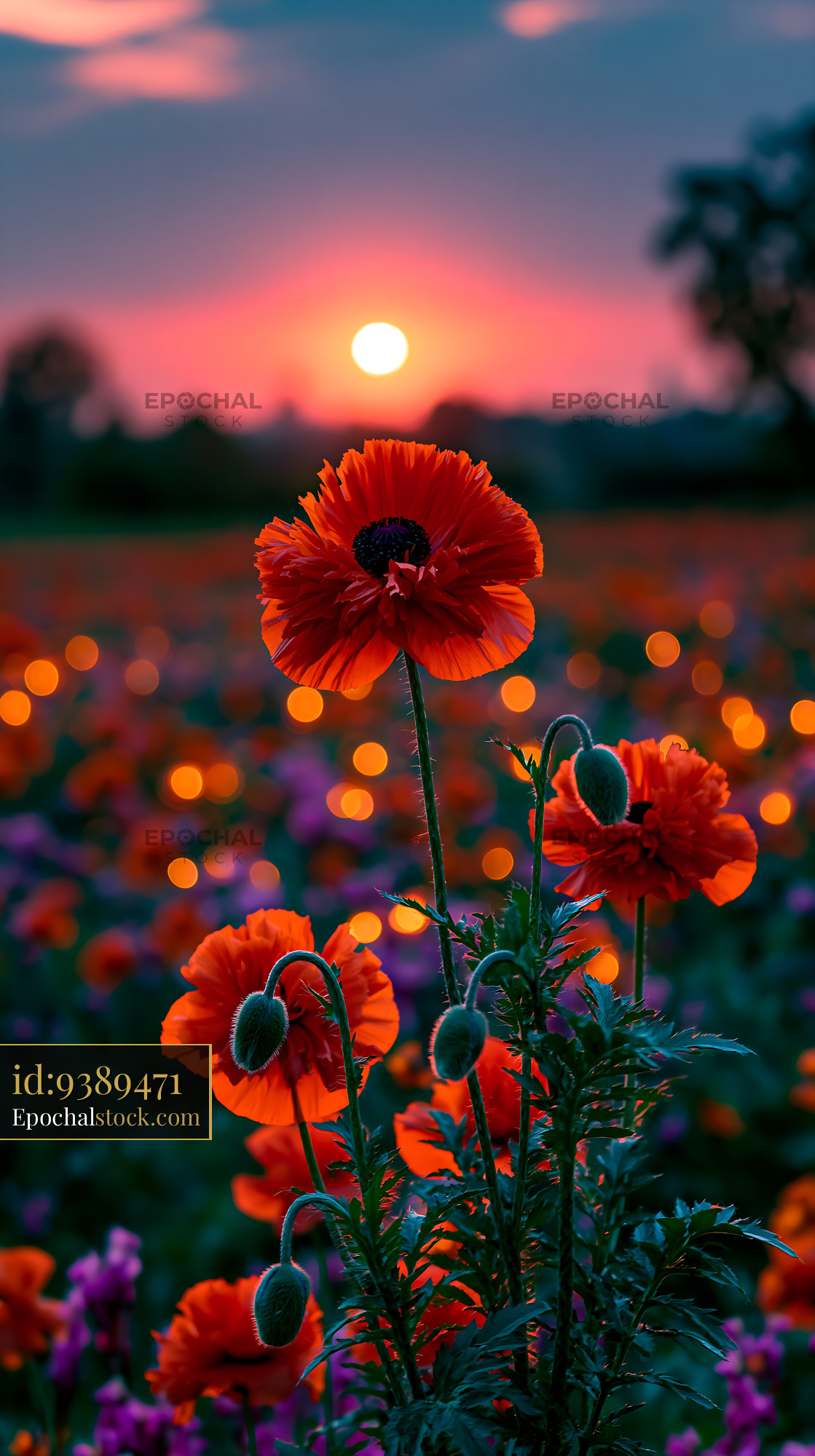 Watermarked full-resolution preview of Sunset over poppy flowers in a vibrant field