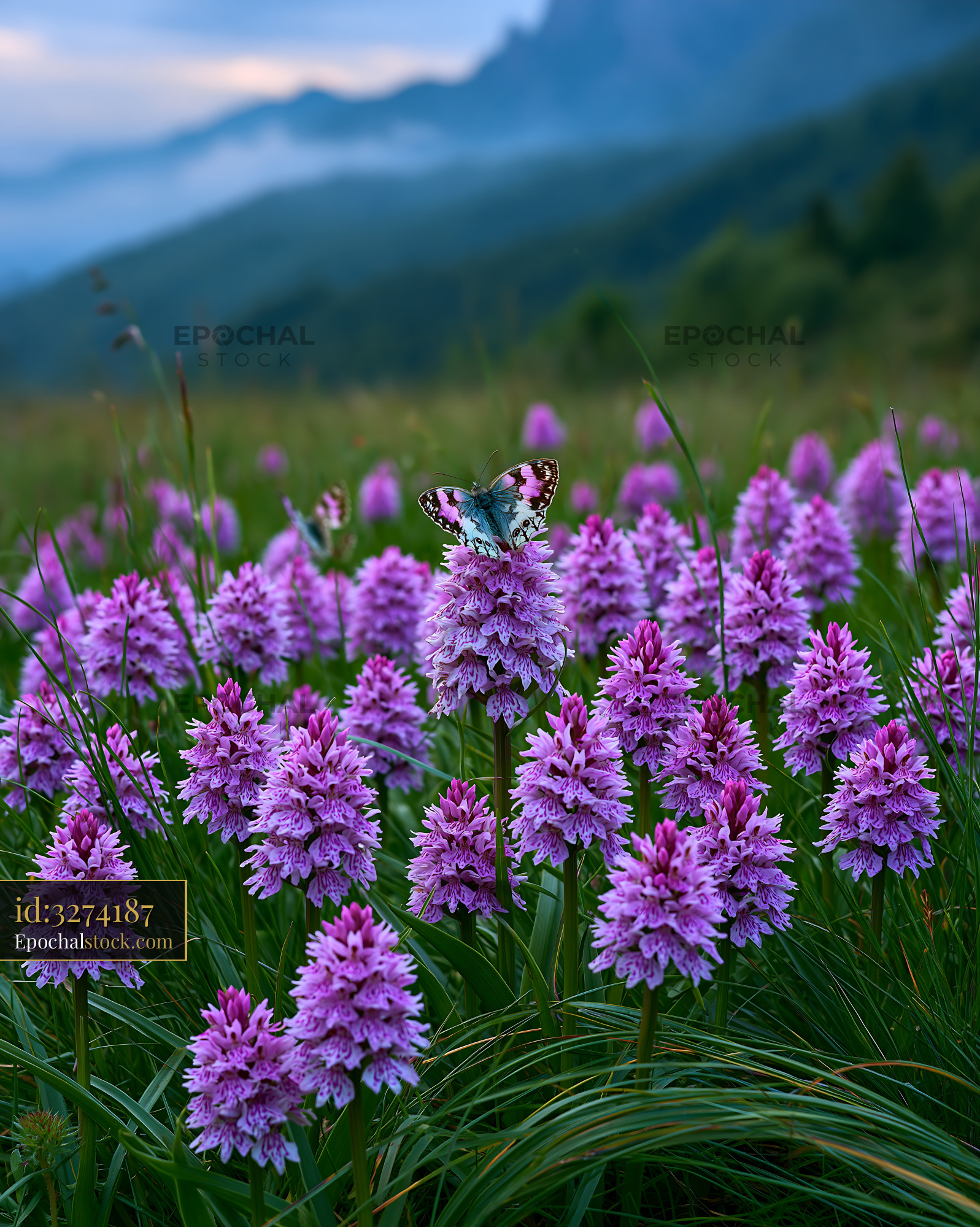Watermarked full-resolution preview of Butterfly on purple flowers in a mountain meadow at sunset