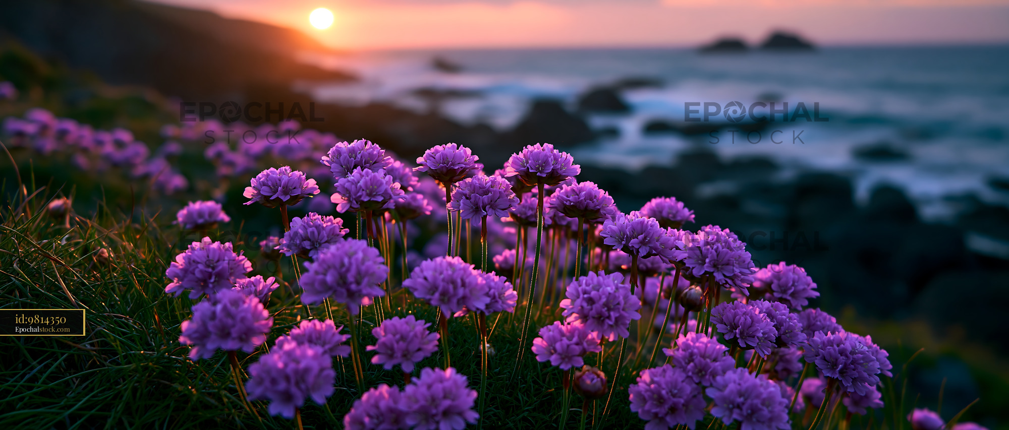 Watermarked full-resolution preview of Sunset over purple flowers by the ocean