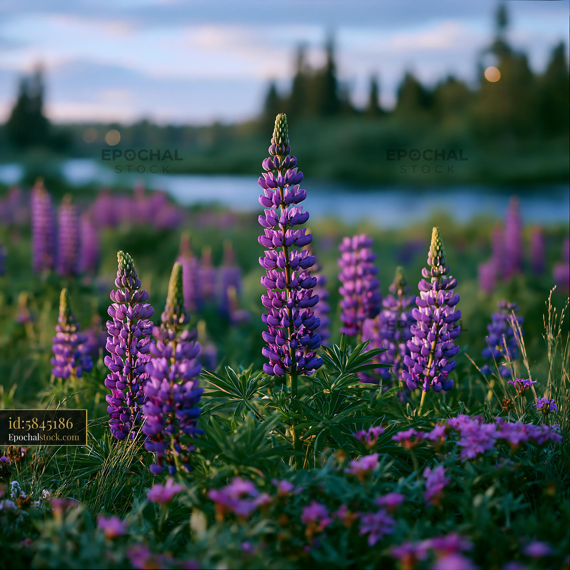 Watermarked full-resolution preview of Purple lupine flowers growing by a river at sunset