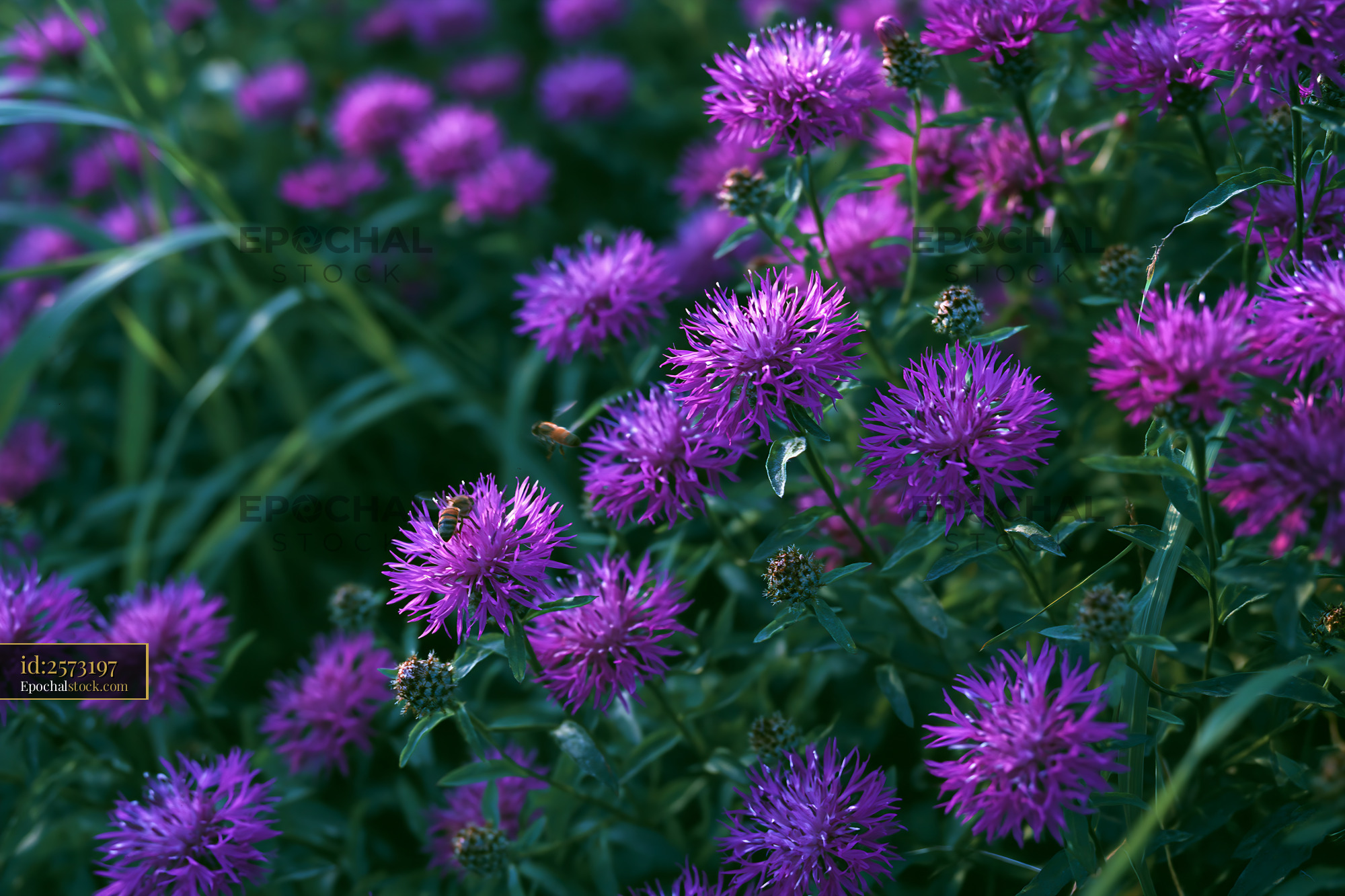 Spotted Knapweed Flowers in Bloom During Summer - stock photo