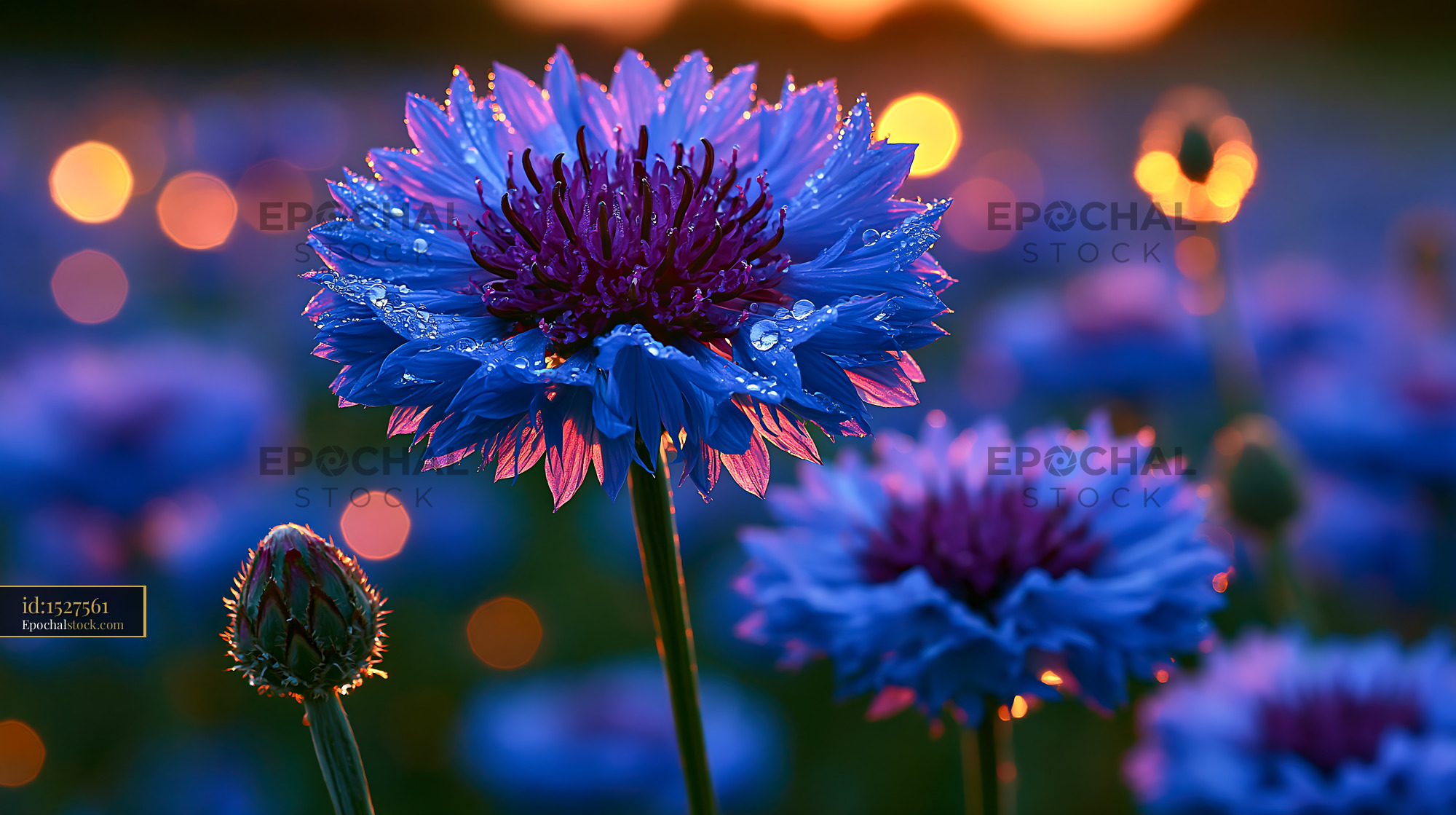 Watermarked full-resolution preview of Blue flowers with dew at sunset